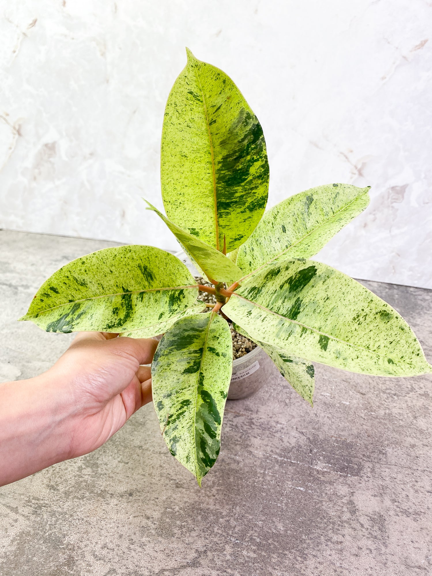 Ficus Elastica Marble 7 leaves 1 sprout slightly rooted