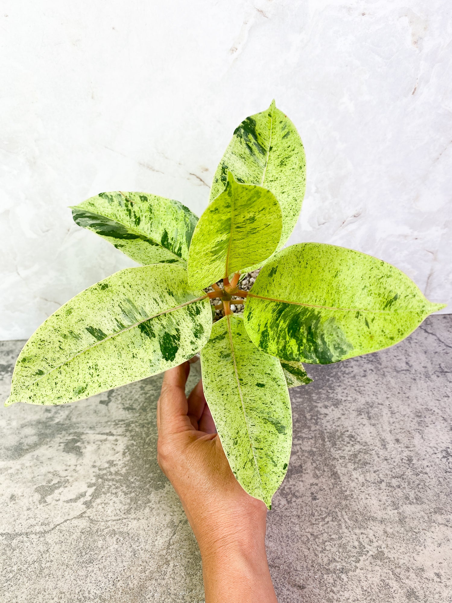 Ficus Elastica Marble 7 leaves 1 sprout slightly rooted
