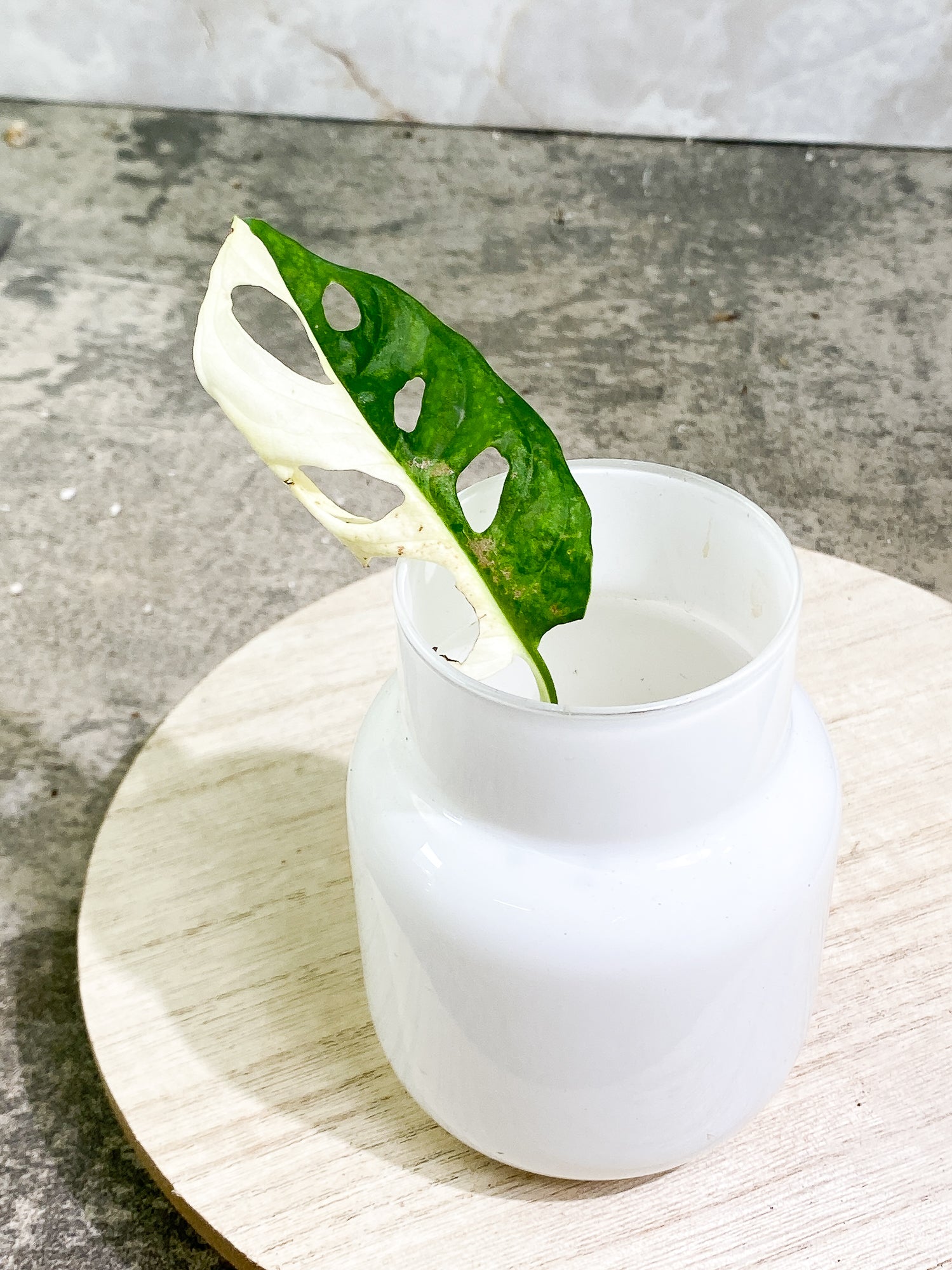 Monstera adansonii albo tricolor Rooting 1 leaf 1 growing bud