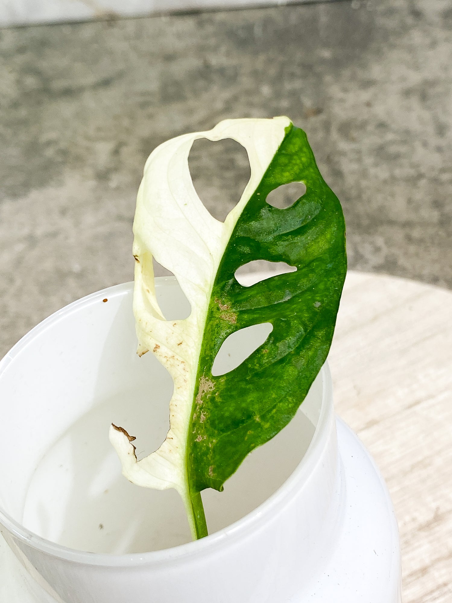 Monstera adansonii albo tricolor Rooting 1 leaf 1 growing bud