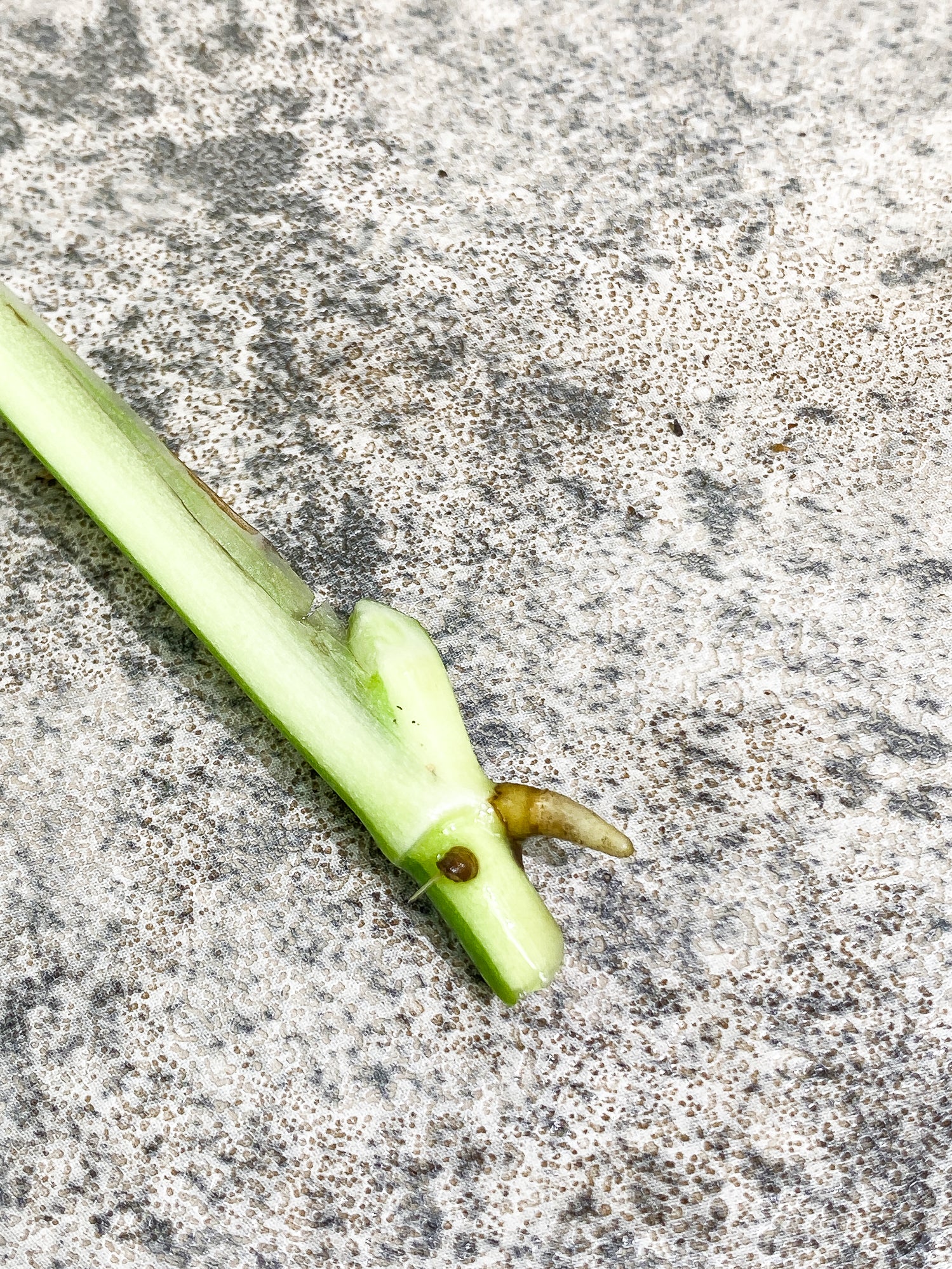 Monstera adansonii albo tricolor Rooting 1 leaf 1 growing bud