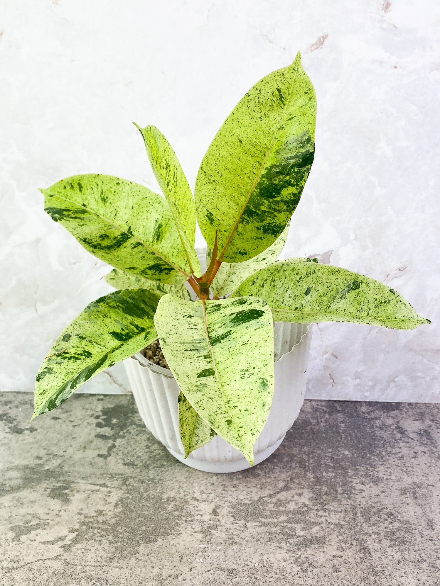 Ficus Elastica Marble 7 leaves 1 sprout slightly rooted