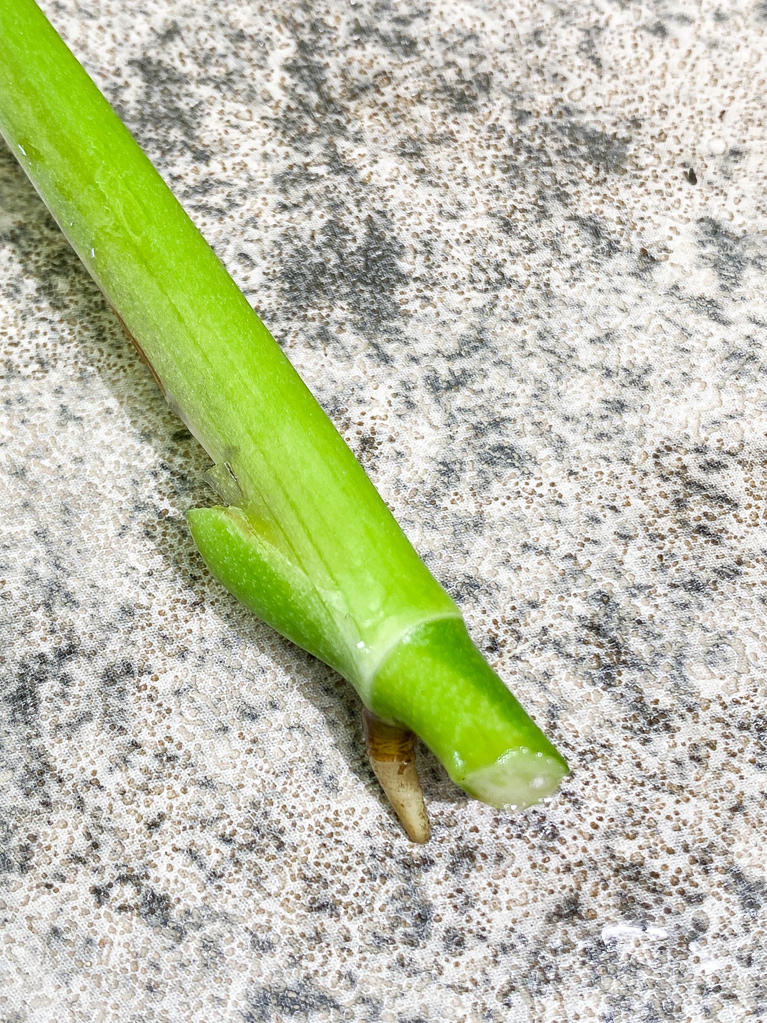 Monstera adansonii albo tricolor Rooting 1 leaf 1 growing bud