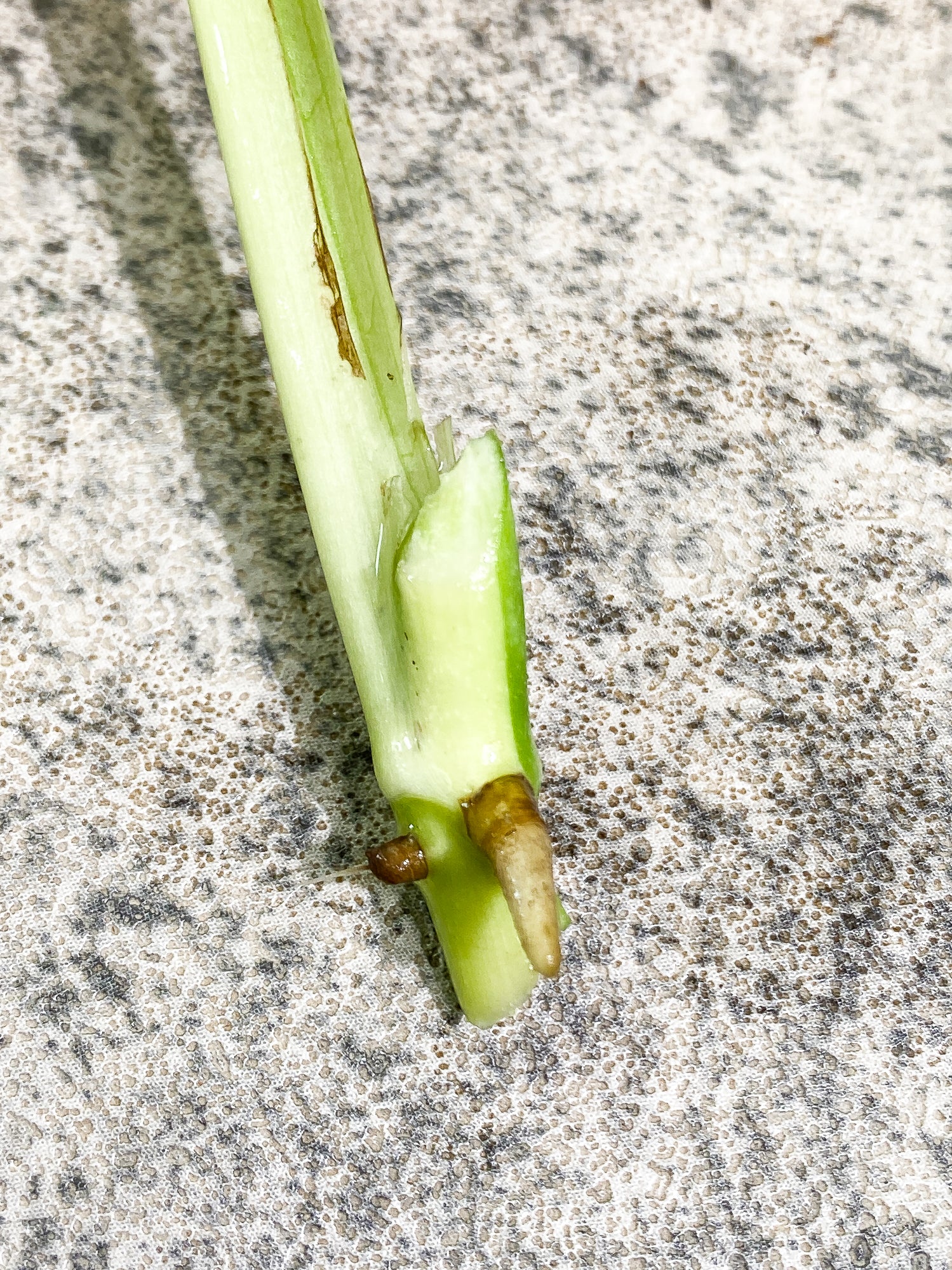 Monstera adansonii albo tricolor Rooting 1 leaf 1 growing bud