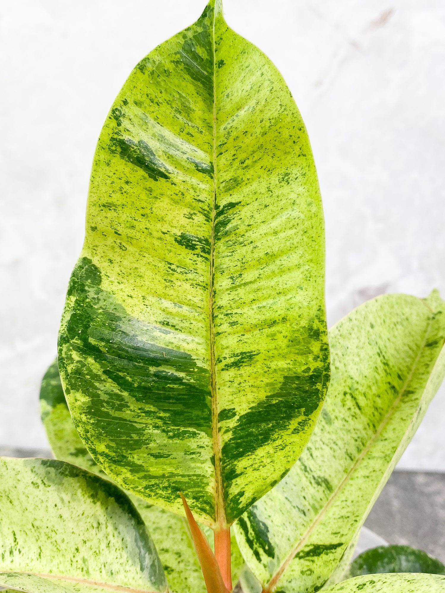 Ficus shivereana (moonshine) 8 leaves slightly rooted
