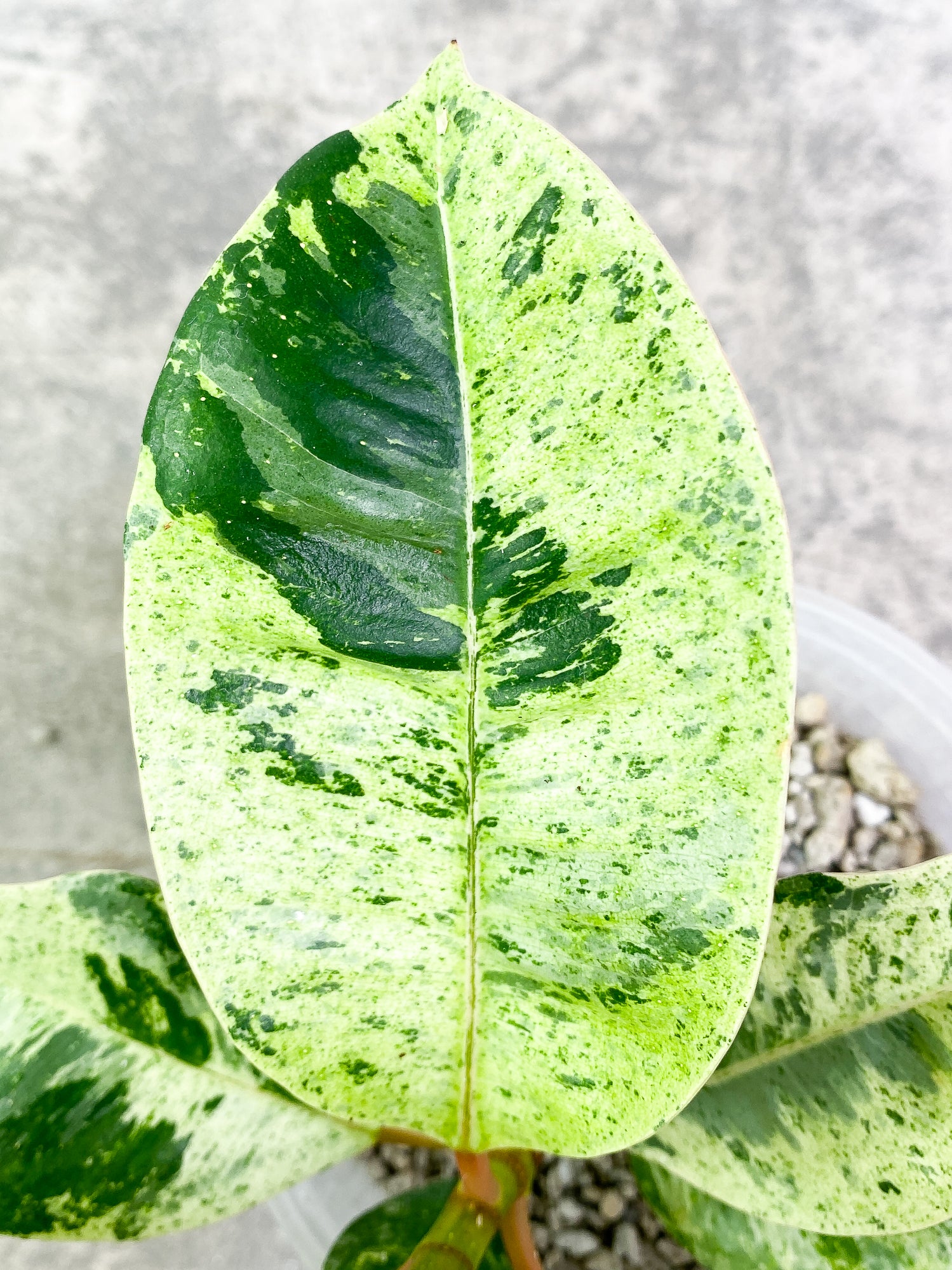 Ficus shivereana (moonshine) 8 leaves slightly rooted