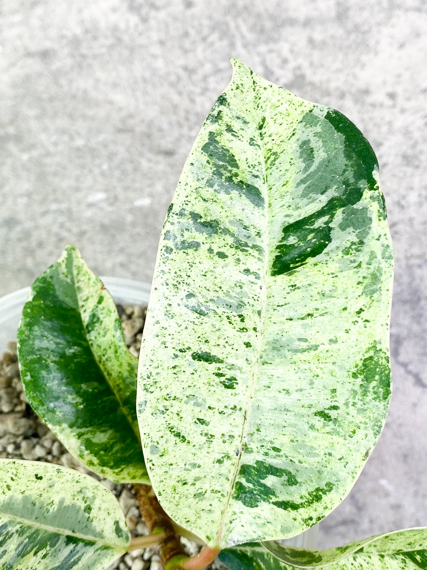 Ficus shivereana (moonshine) 8 leaves slightly rooted