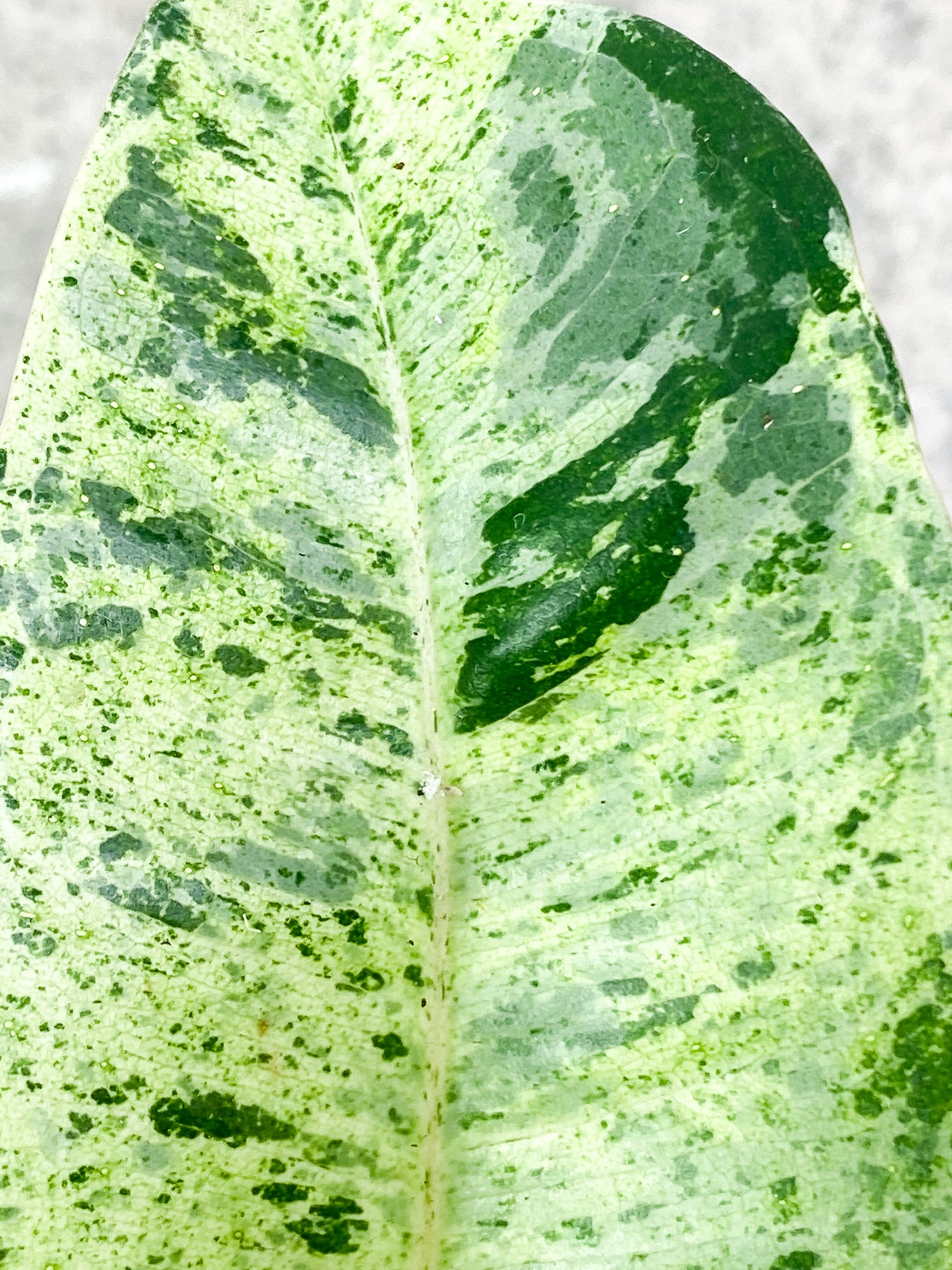 Ficus shivereana (moonshine) 8 leaves slightly rooted