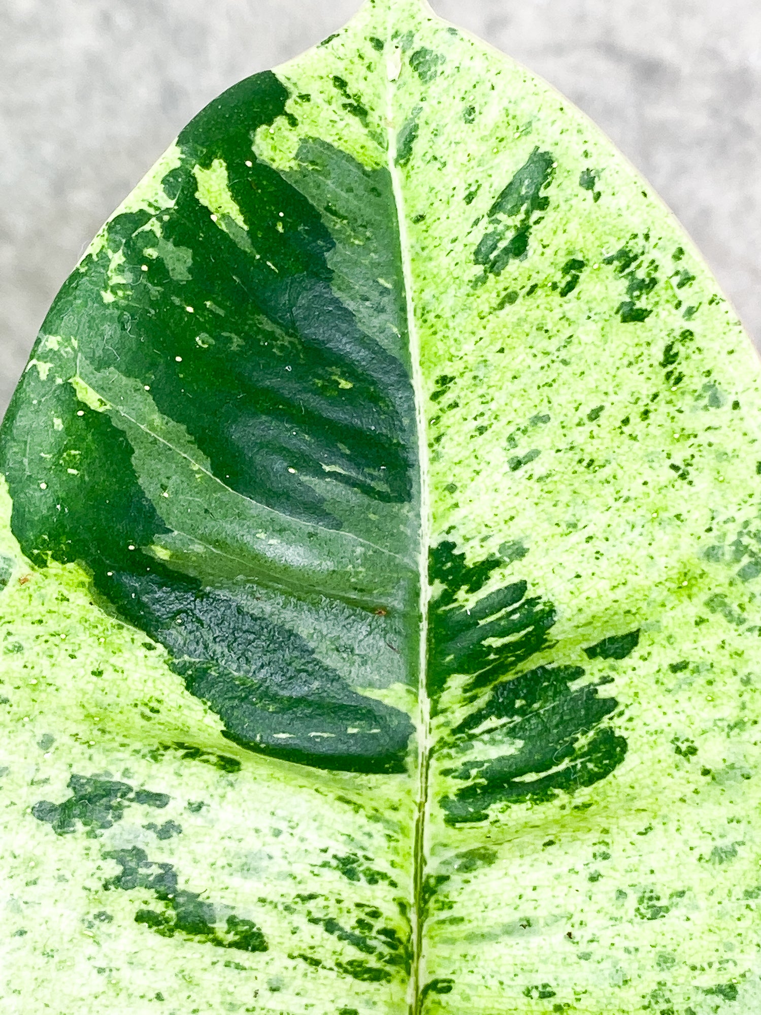 Ficus shivereana (moonshine) 8 leaves slightly rooted