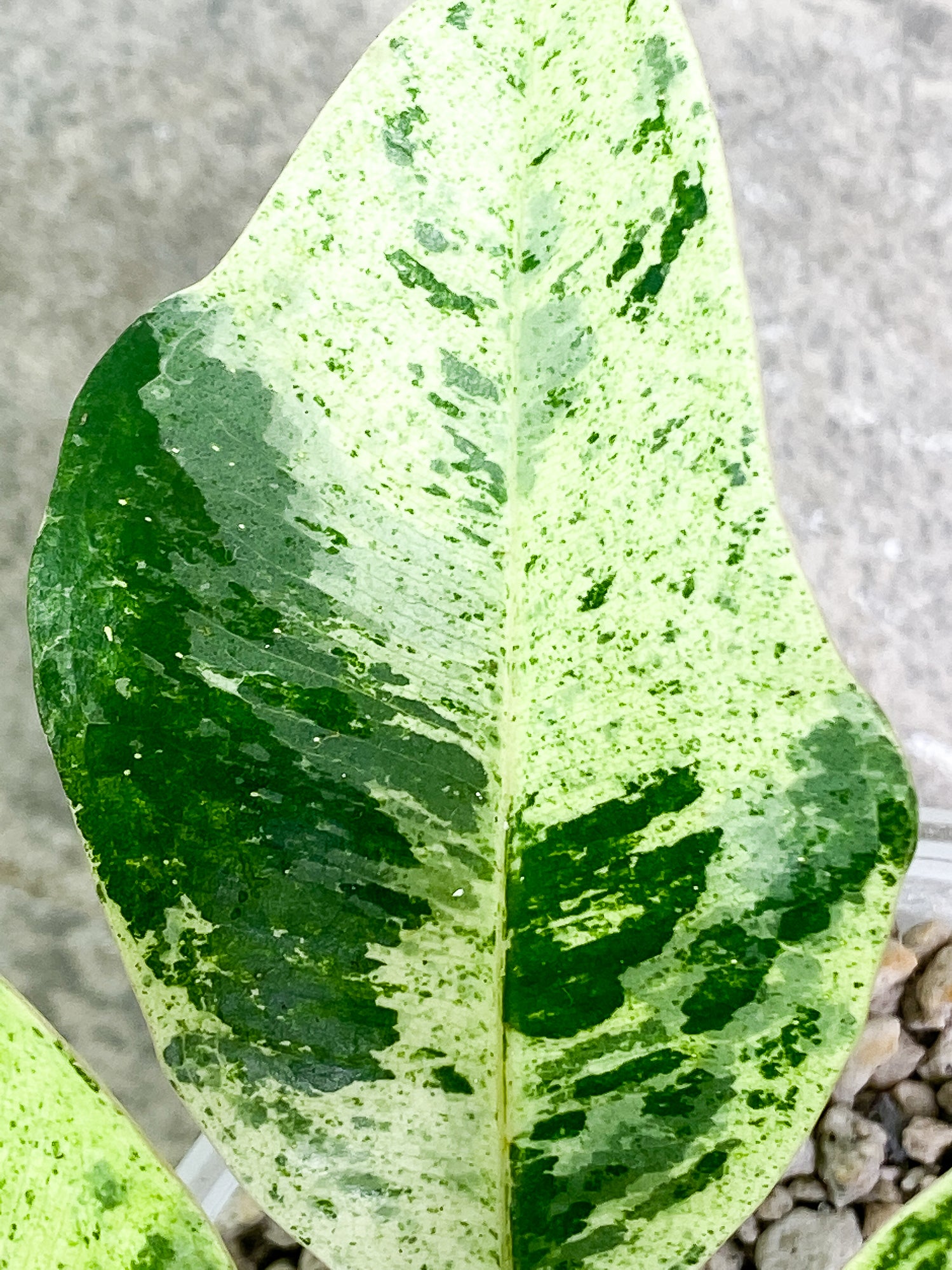 Ficus shivereana (moonshine) 8 leaves slightly rooted