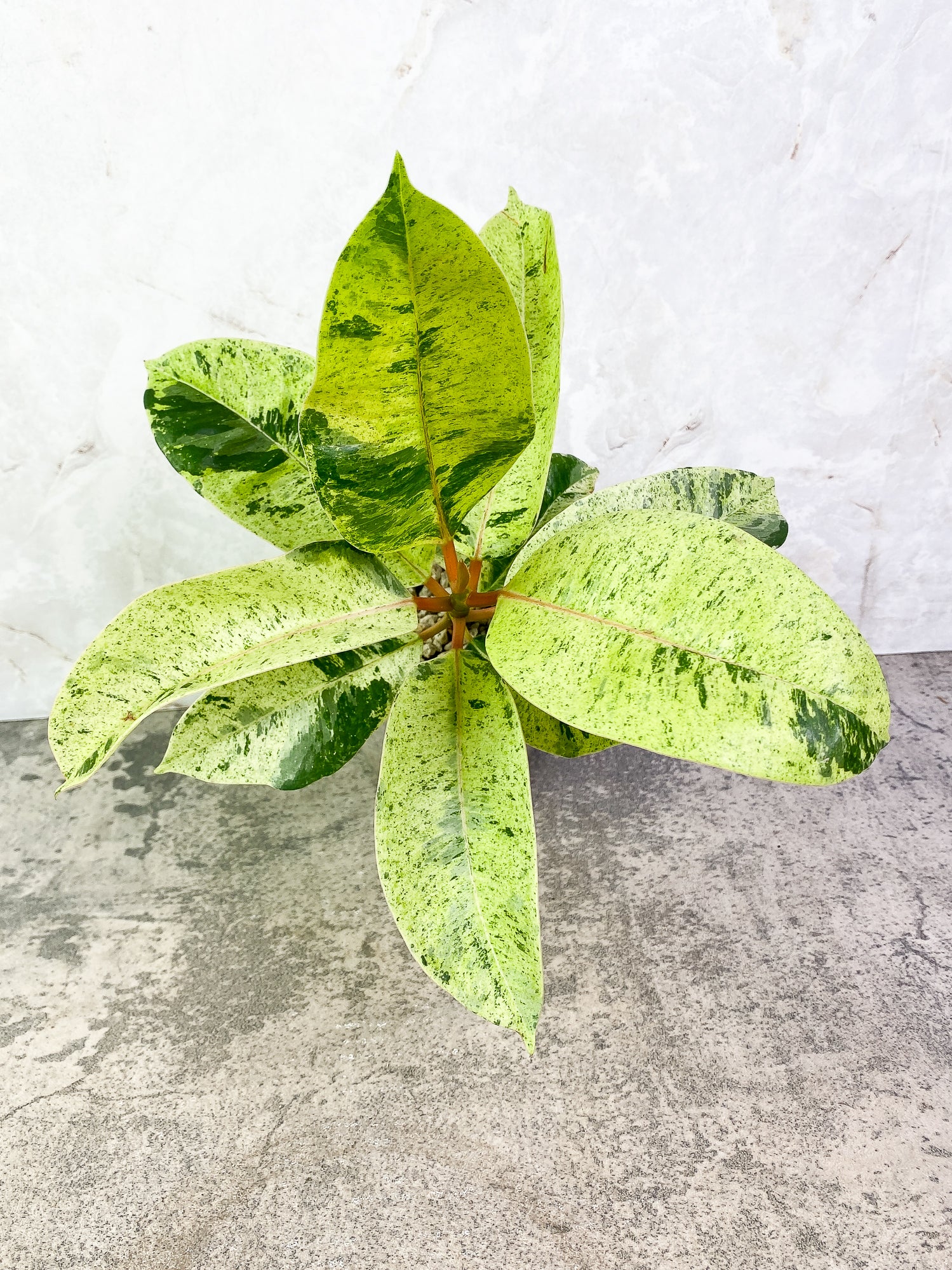 Ficus shivereana (moonshine) 8 leaves slightly rooted