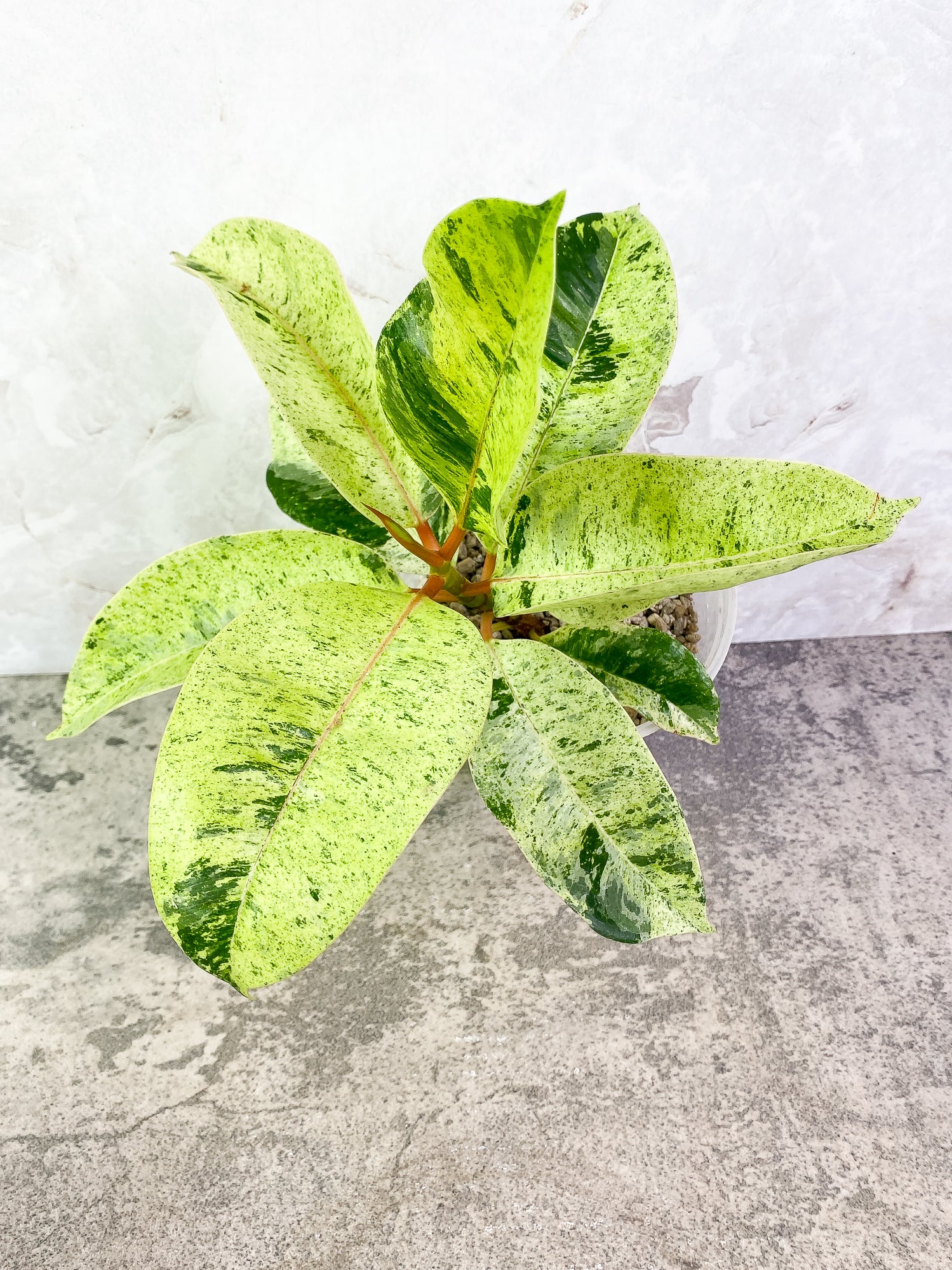 Ficus shivereana (moonshine) 8 leaves slightly rooted