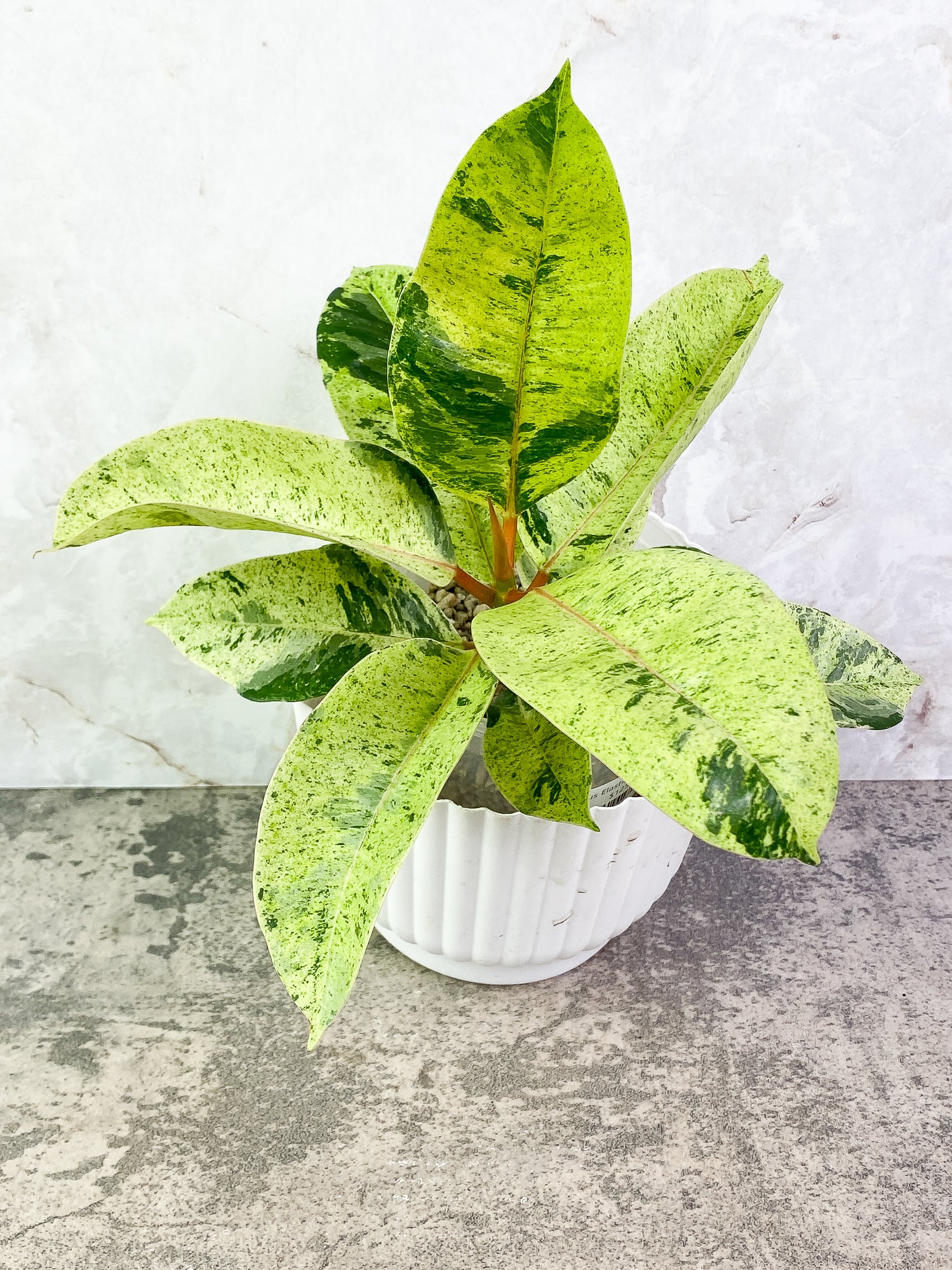 Ficus shivereana (moonshine) 8 leaves slightly rooted