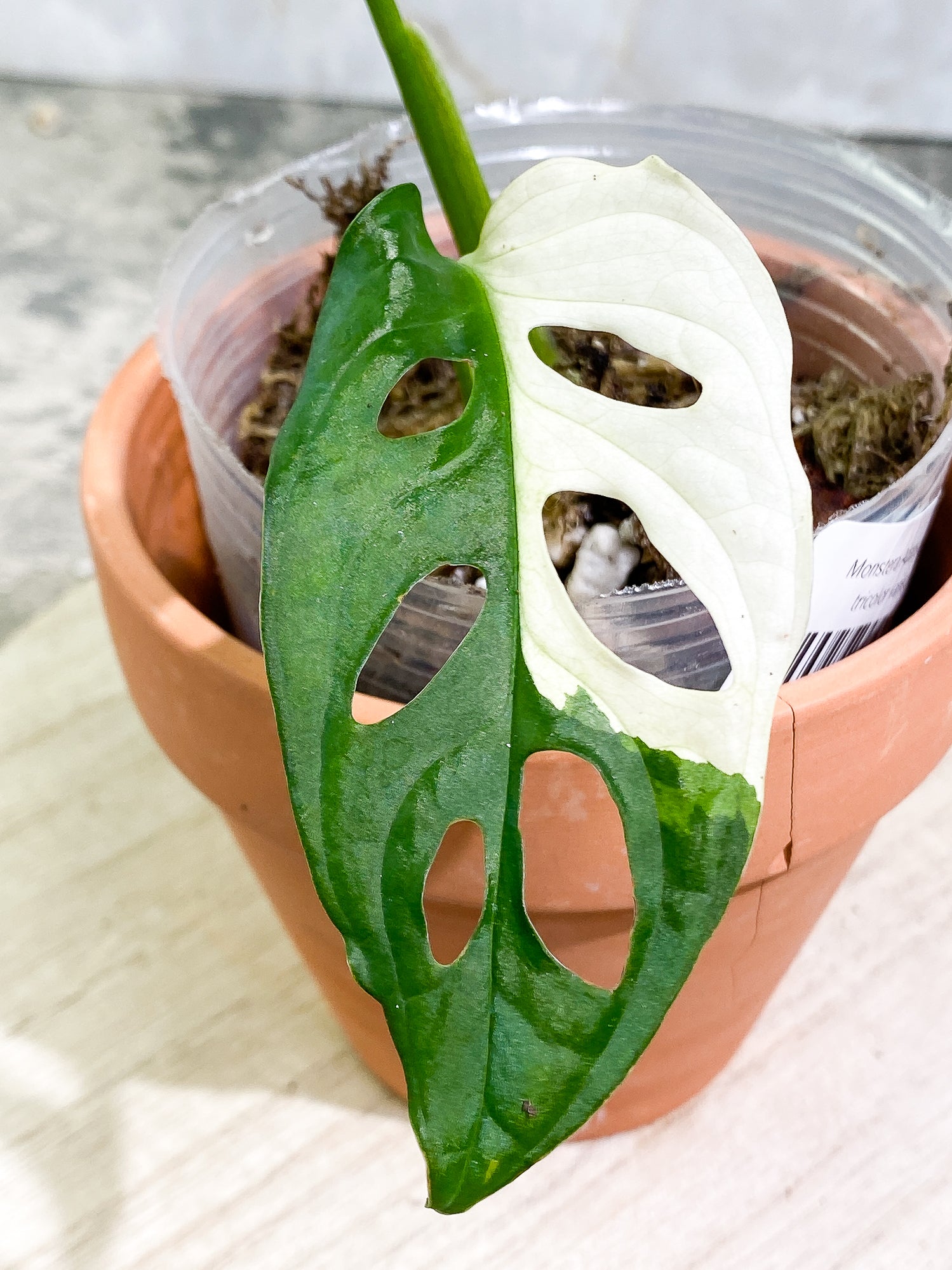 Monstera adansonii albo tricolor Slightly Rooted 2 leaves 2 growing buds