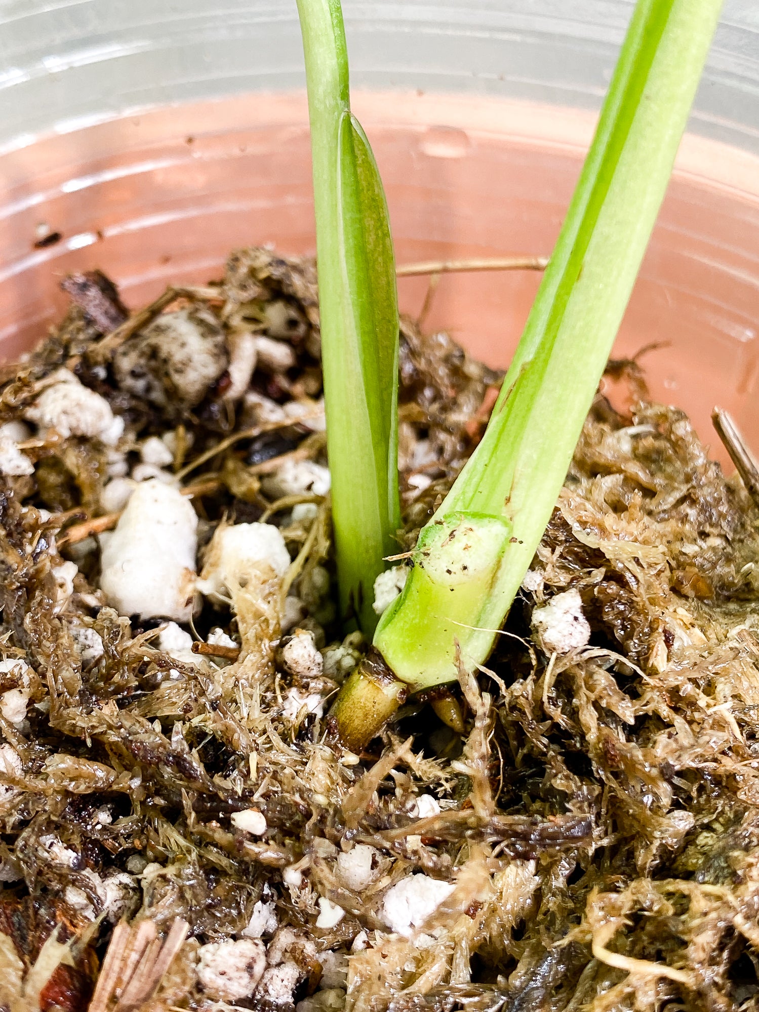 Monstera adansonii albo tricolor Slightly Rooted 2 leaves 2 growing buds