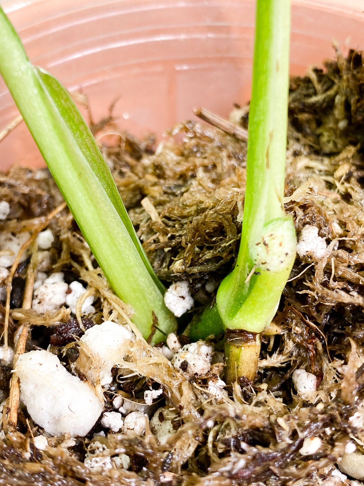 Monstera adansonii albo tricolor Slightly Rooted 2 leaves 2 growing buds