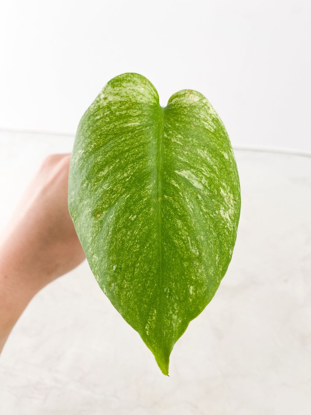 Monstera White Monster 2 leaves