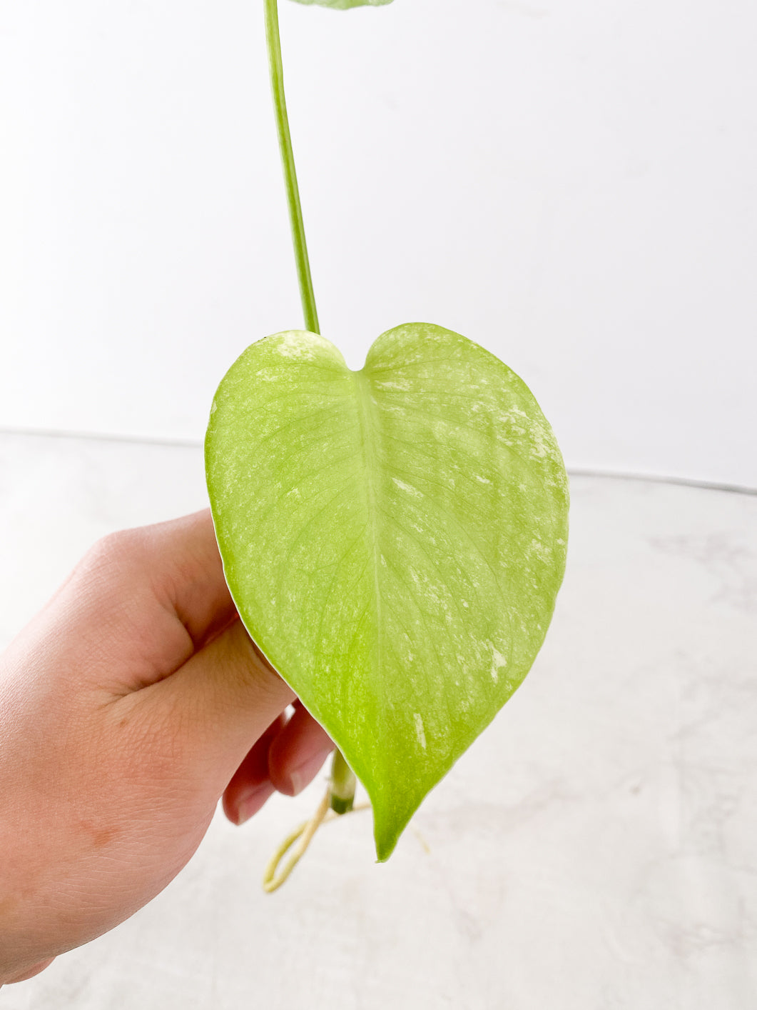 Monstera White Monster 2 leaves