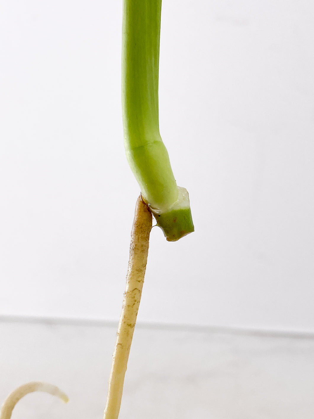 Monstera White Monster 2 leaves