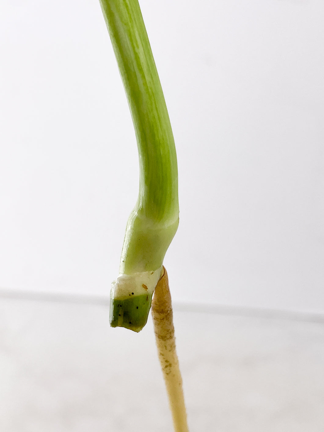 Monstera White Monster 2 leaves