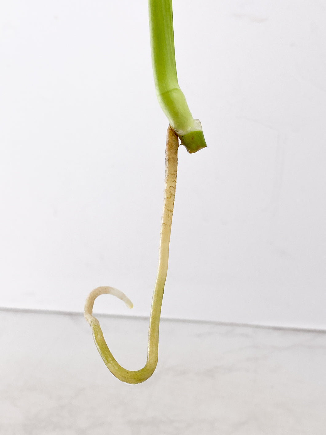 Monstera White Monster 2 leaves