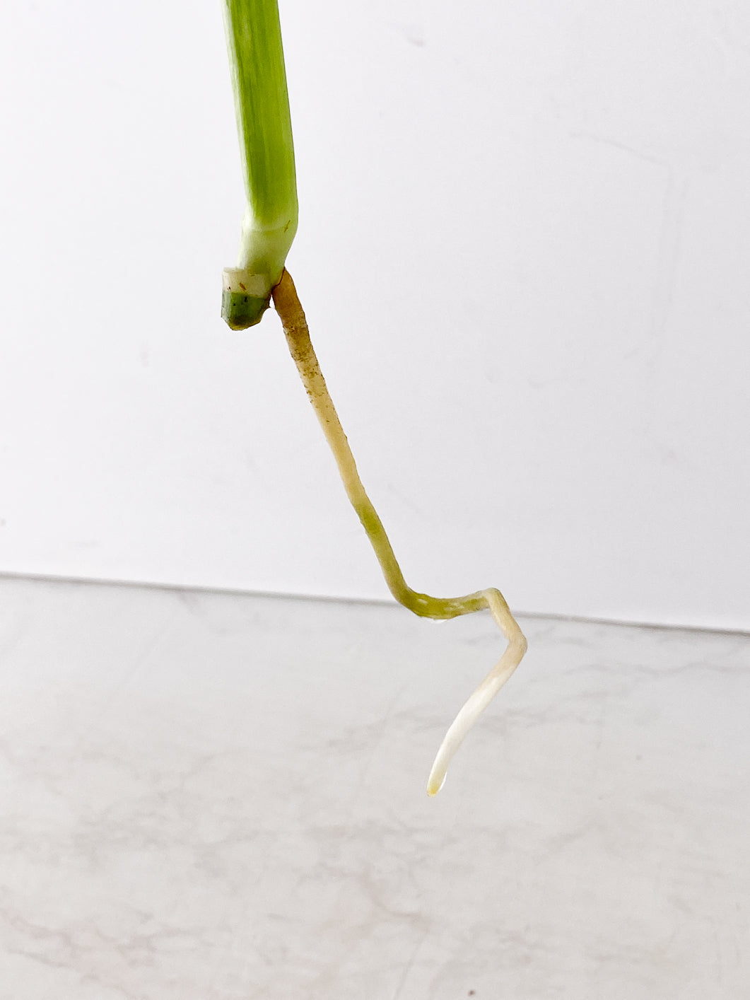 Monstera White Monster 2 leaves