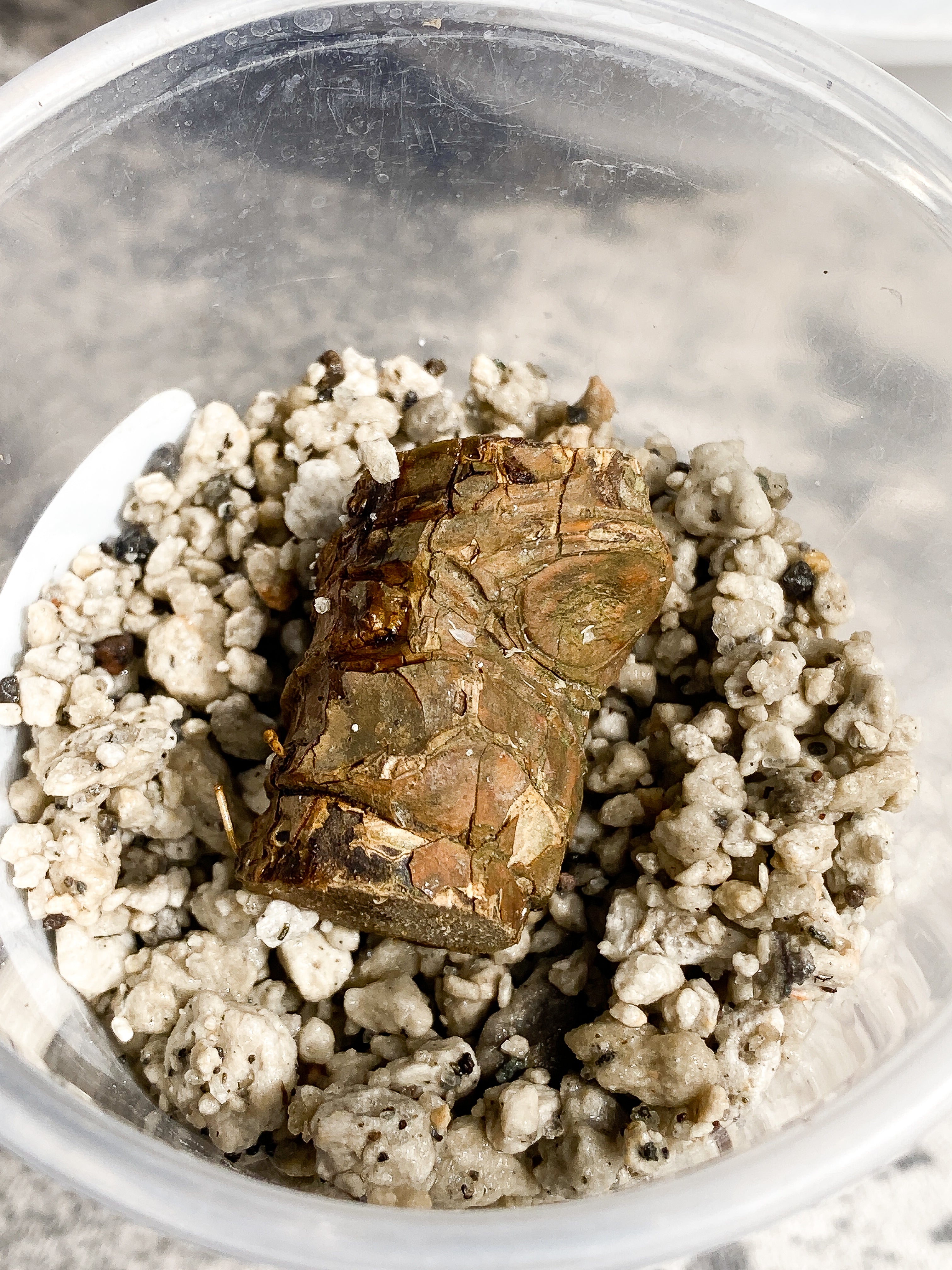 Rhaphidophera tenuis silver unrooted node with 1 activated bud