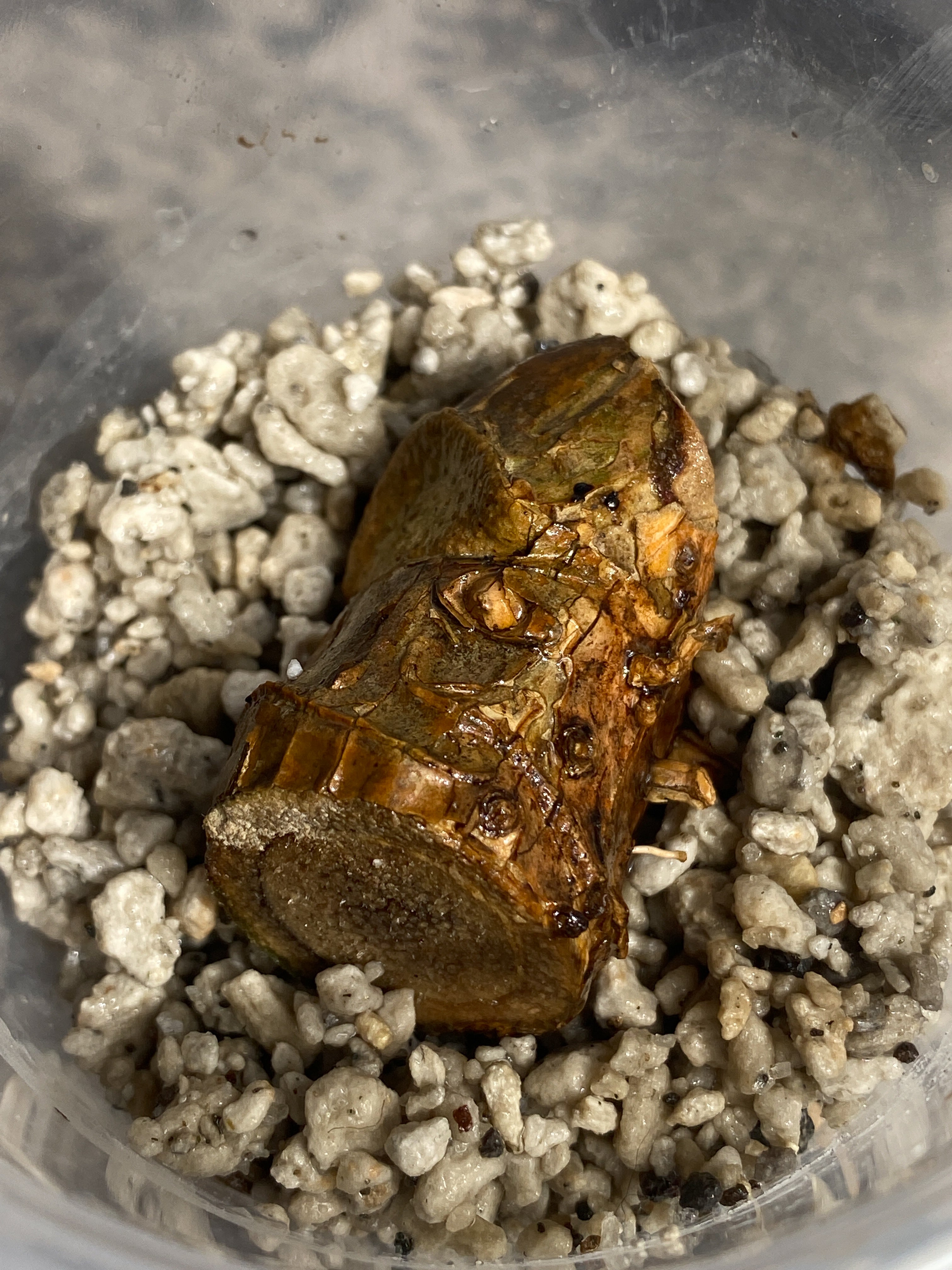 Rhaphidophera tenuis silver unrooted node with 1 activate growing bud