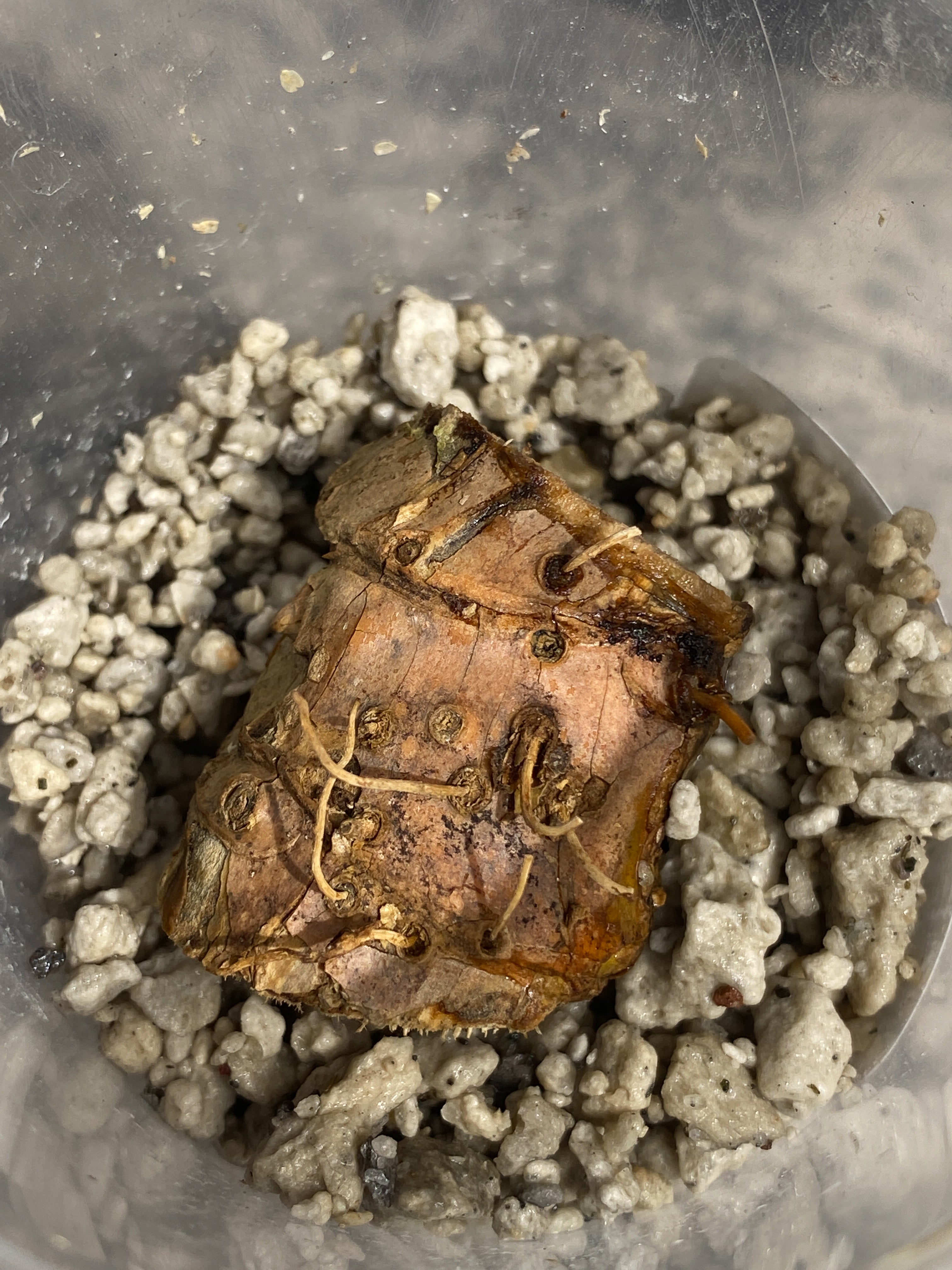 Rhaphidophera tenuis silver unrooted node with 1 activate growing bud