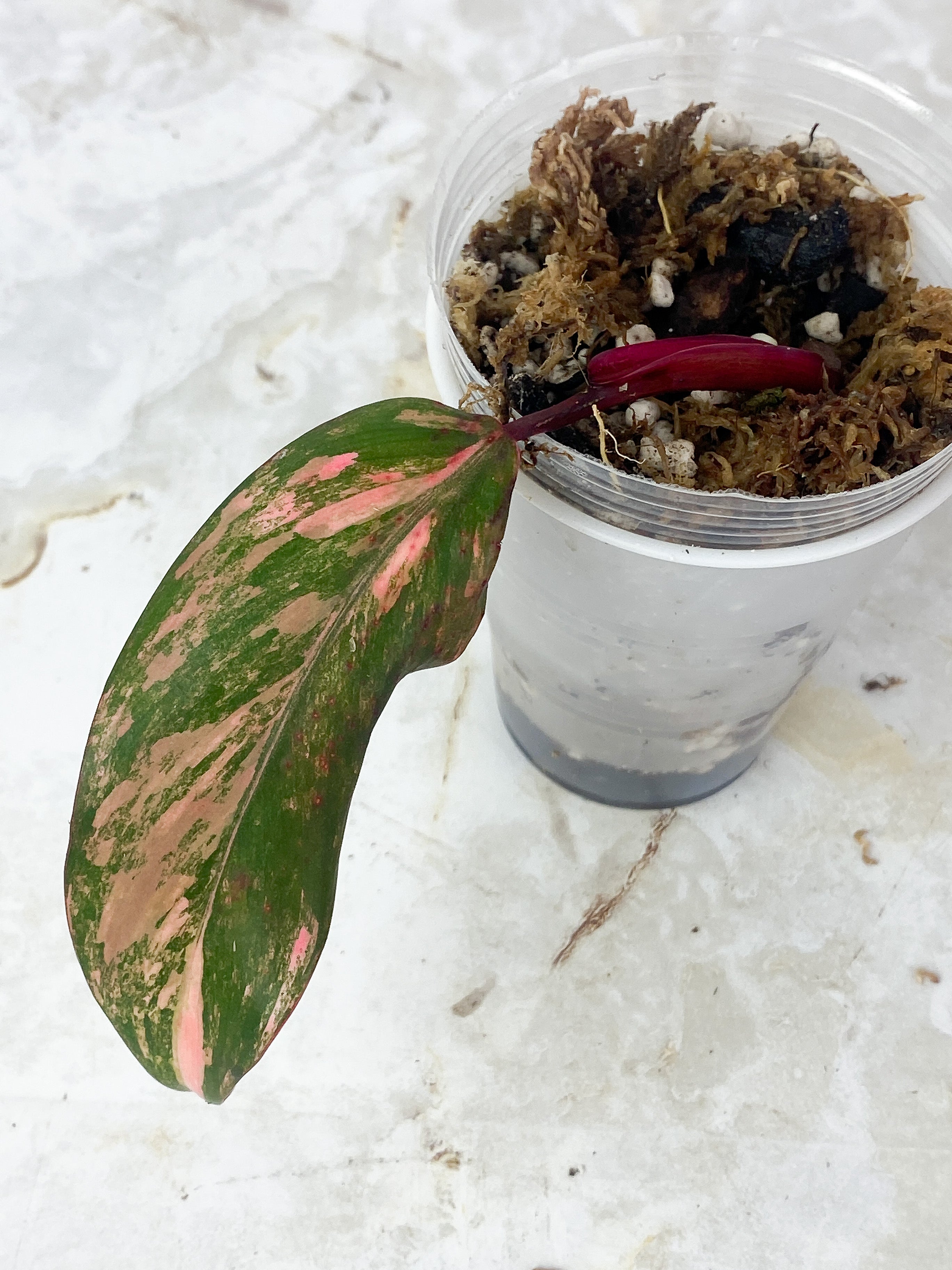 Philodendron Strawberry Shake Rooted