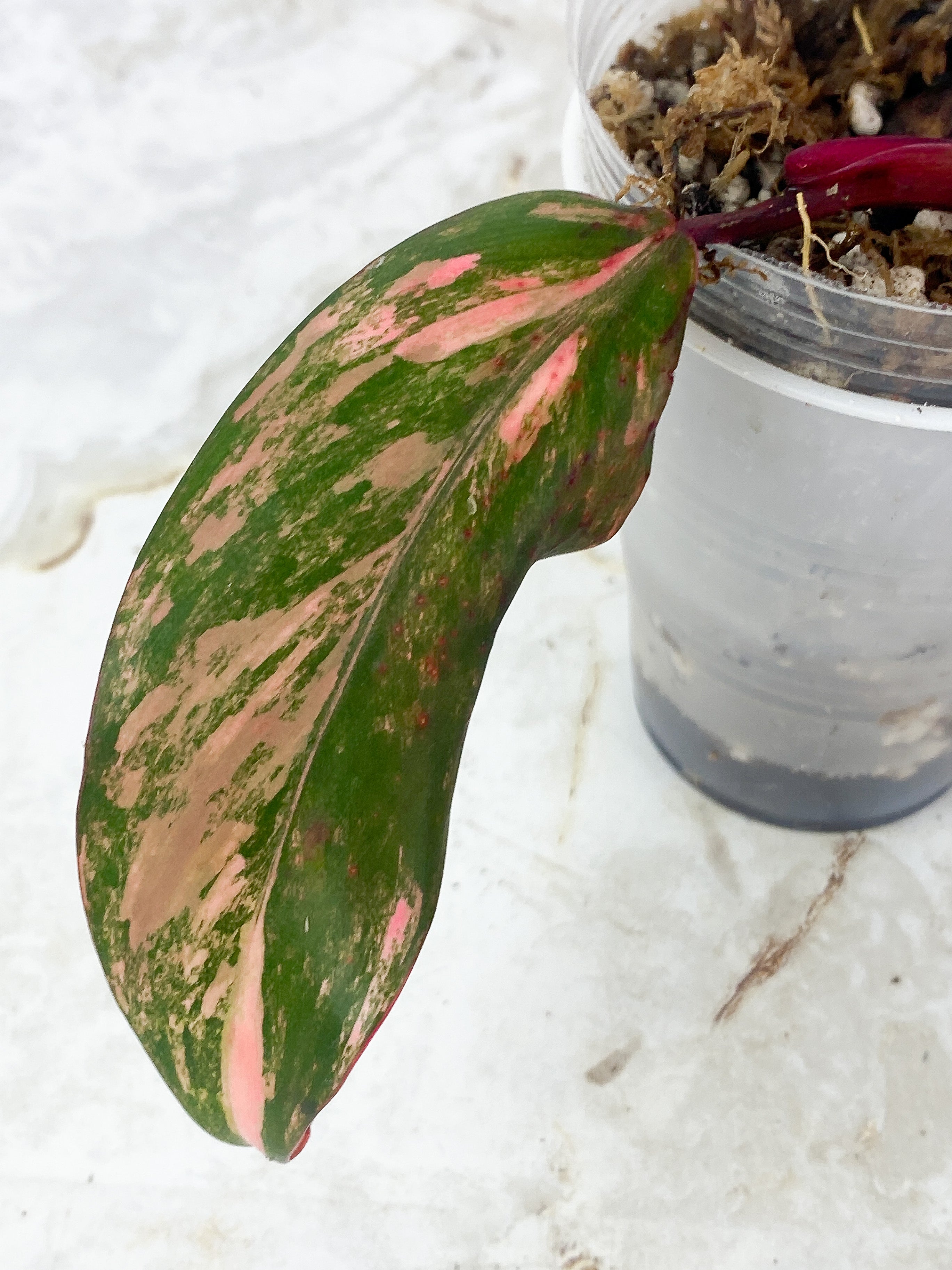 Philodendron Strawberry Shake Rooted