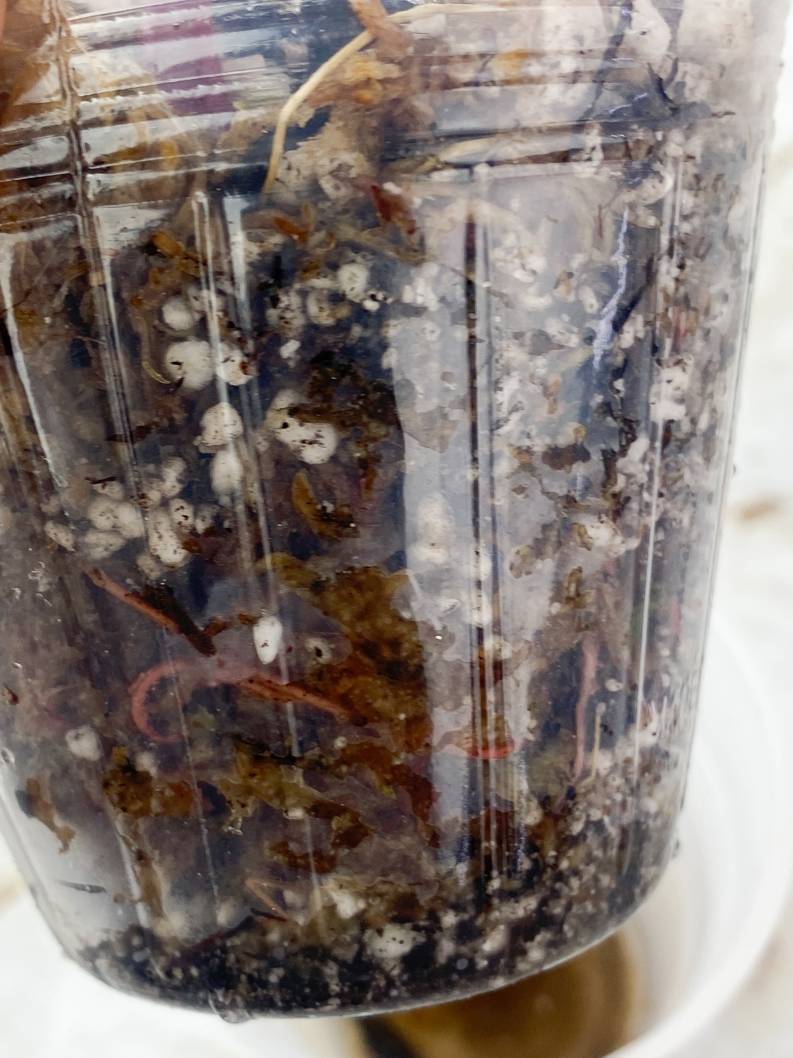 Philodendron Strawberry Shake Rooted