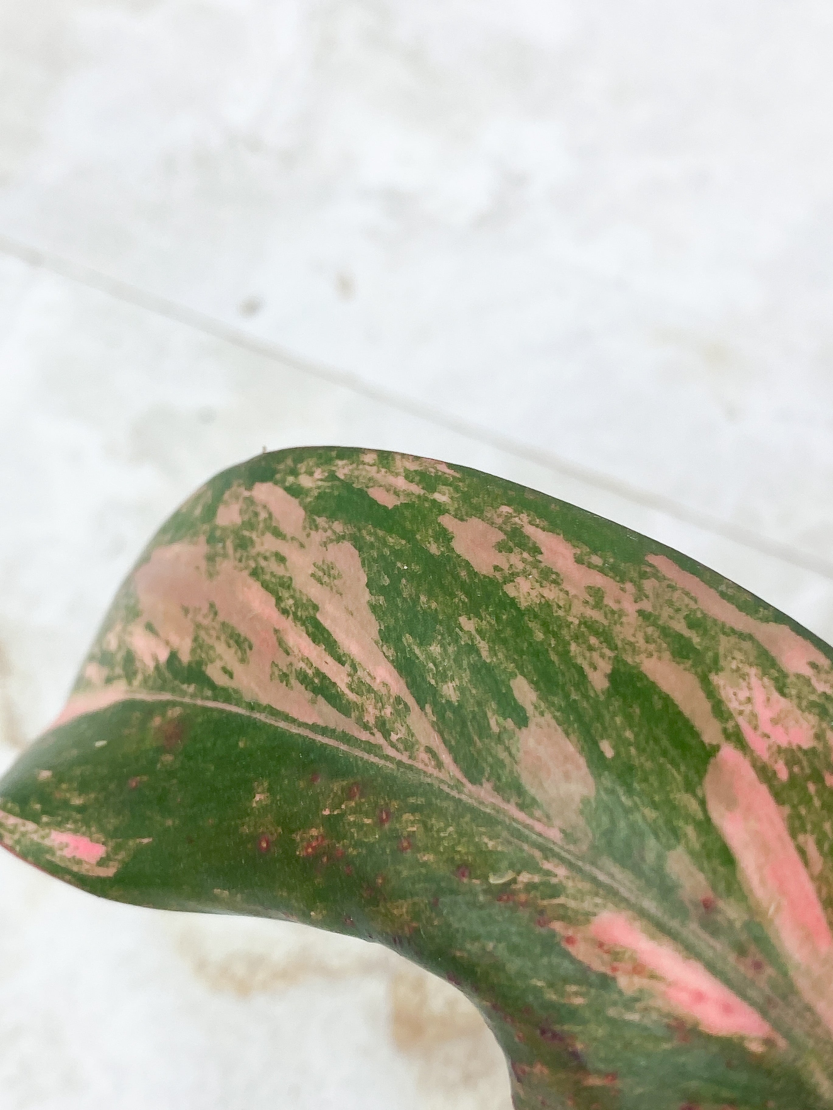 Philodendron Strawberry Shake Rooted