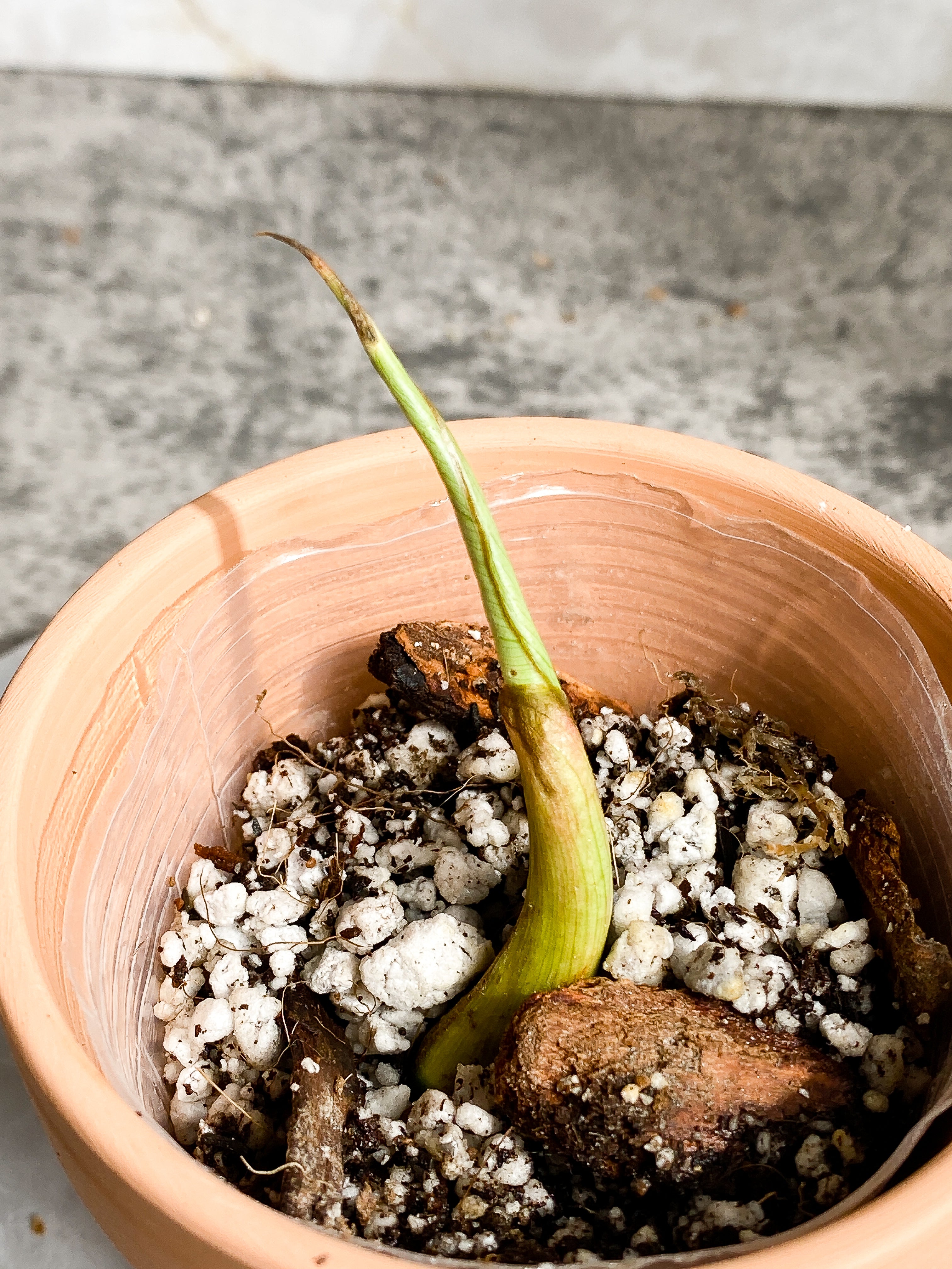 Philodendron Gloriosum 1 sprout Slightly Rooted
