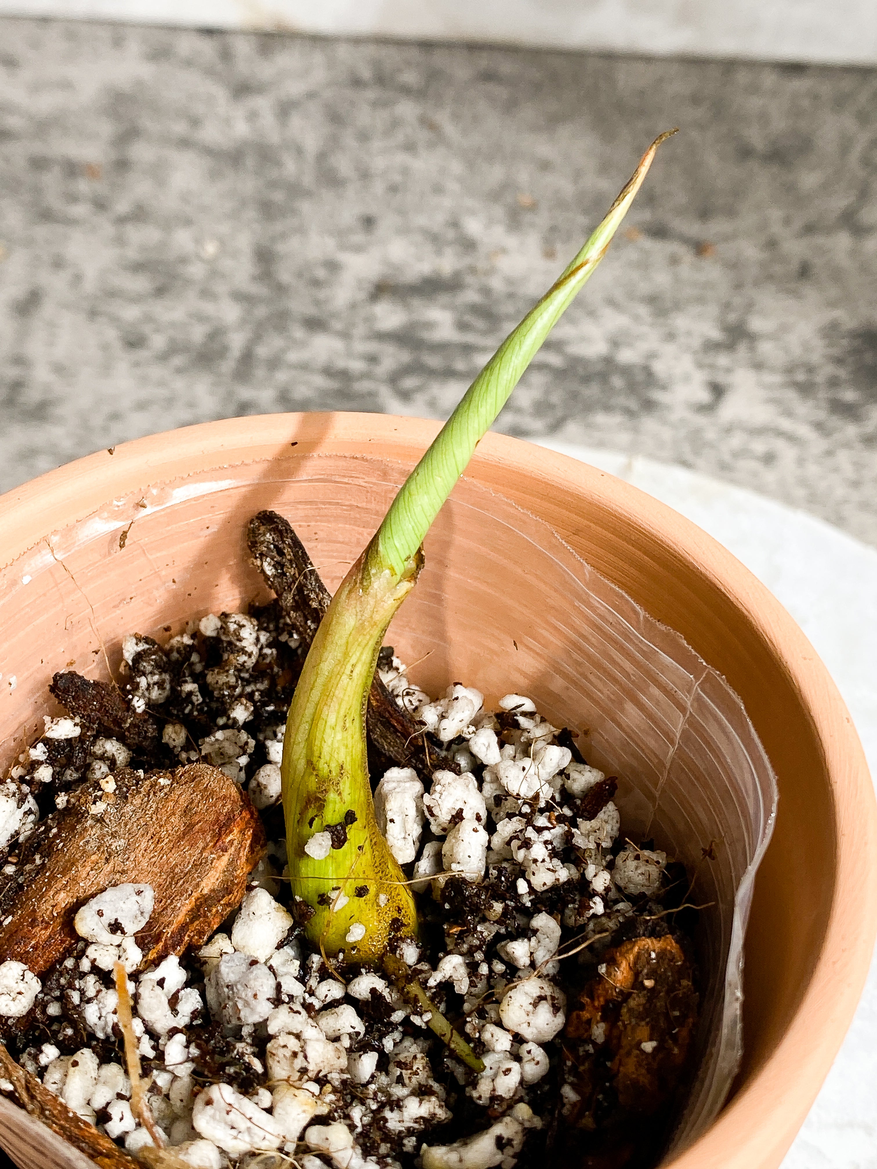 Philodendron Gloriosum 1 sprout Slightly Rooted