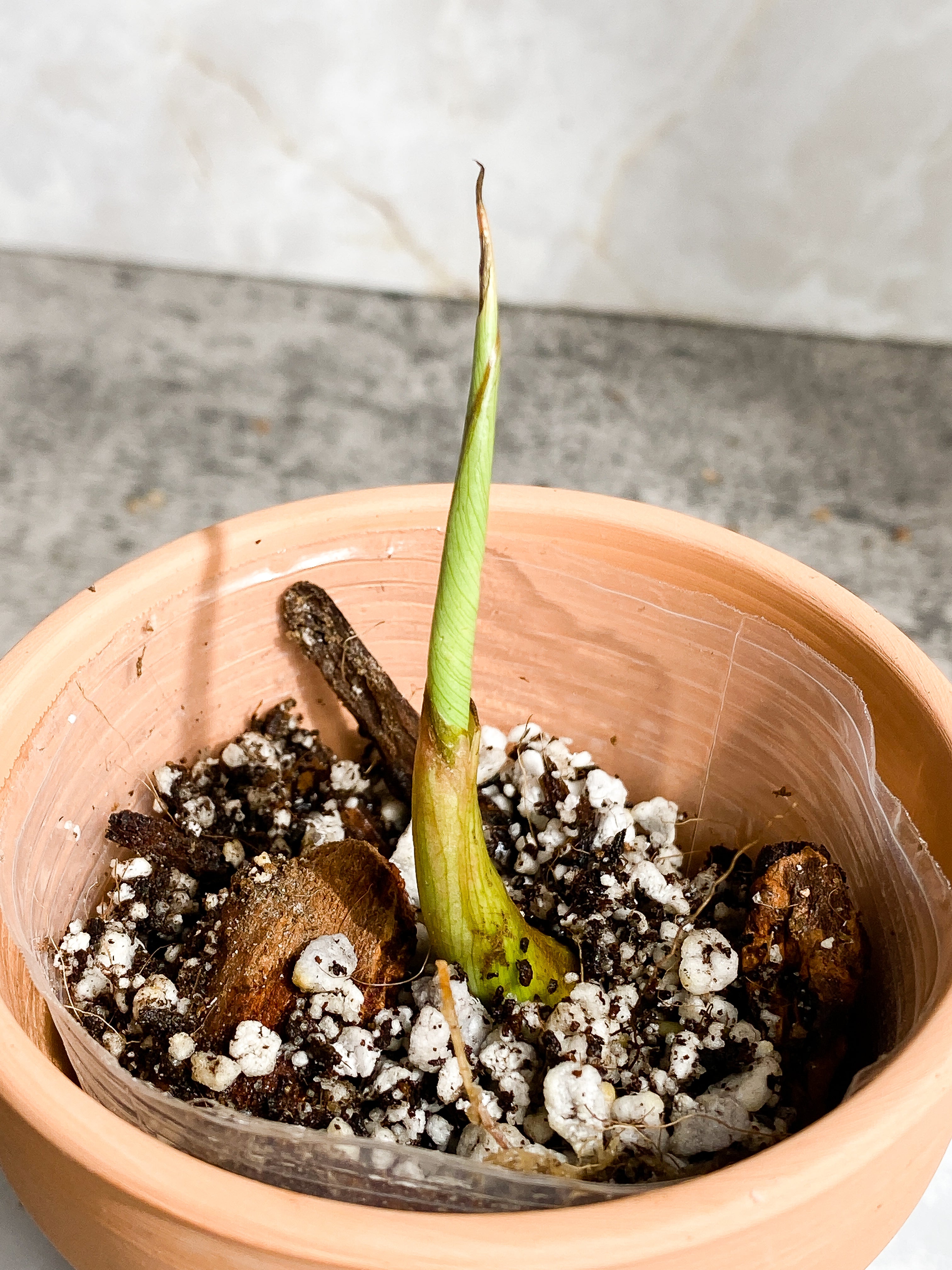 Philodendron Gloriosum 1 sprout Slightly Rooted