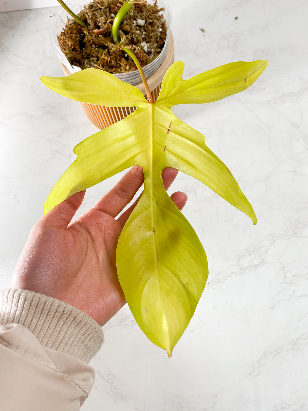 Philodendron Florida Beauty 2 Highly Variegated leaves 1 sprout Rooted
