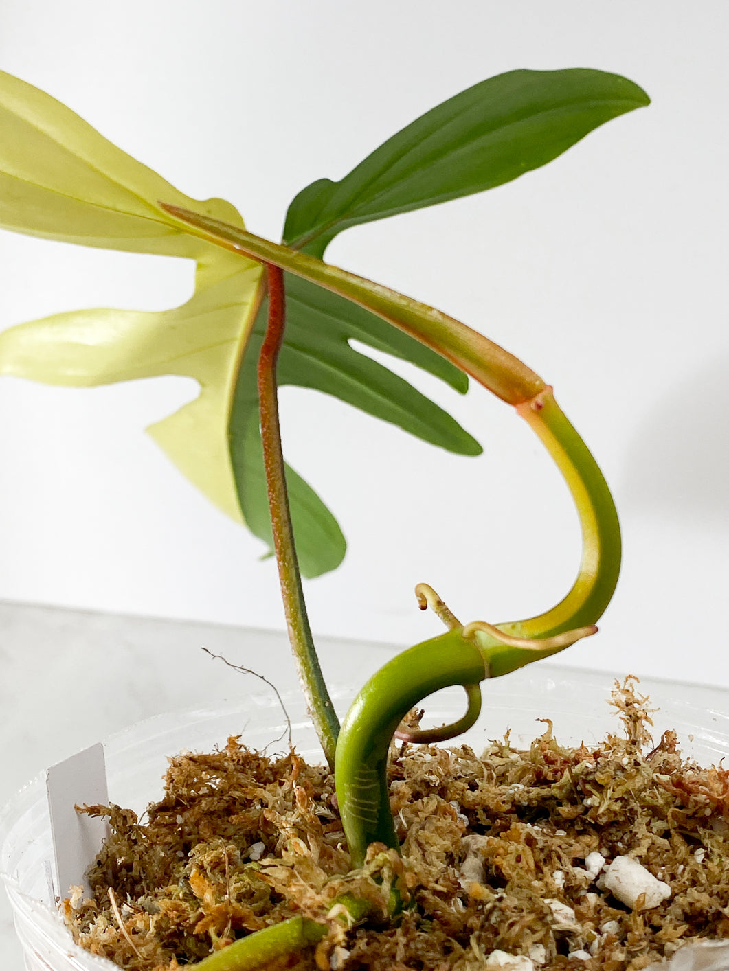 Philodendron Florida Beauty 2 Highly Variegated leaves 1 sprout Rooted