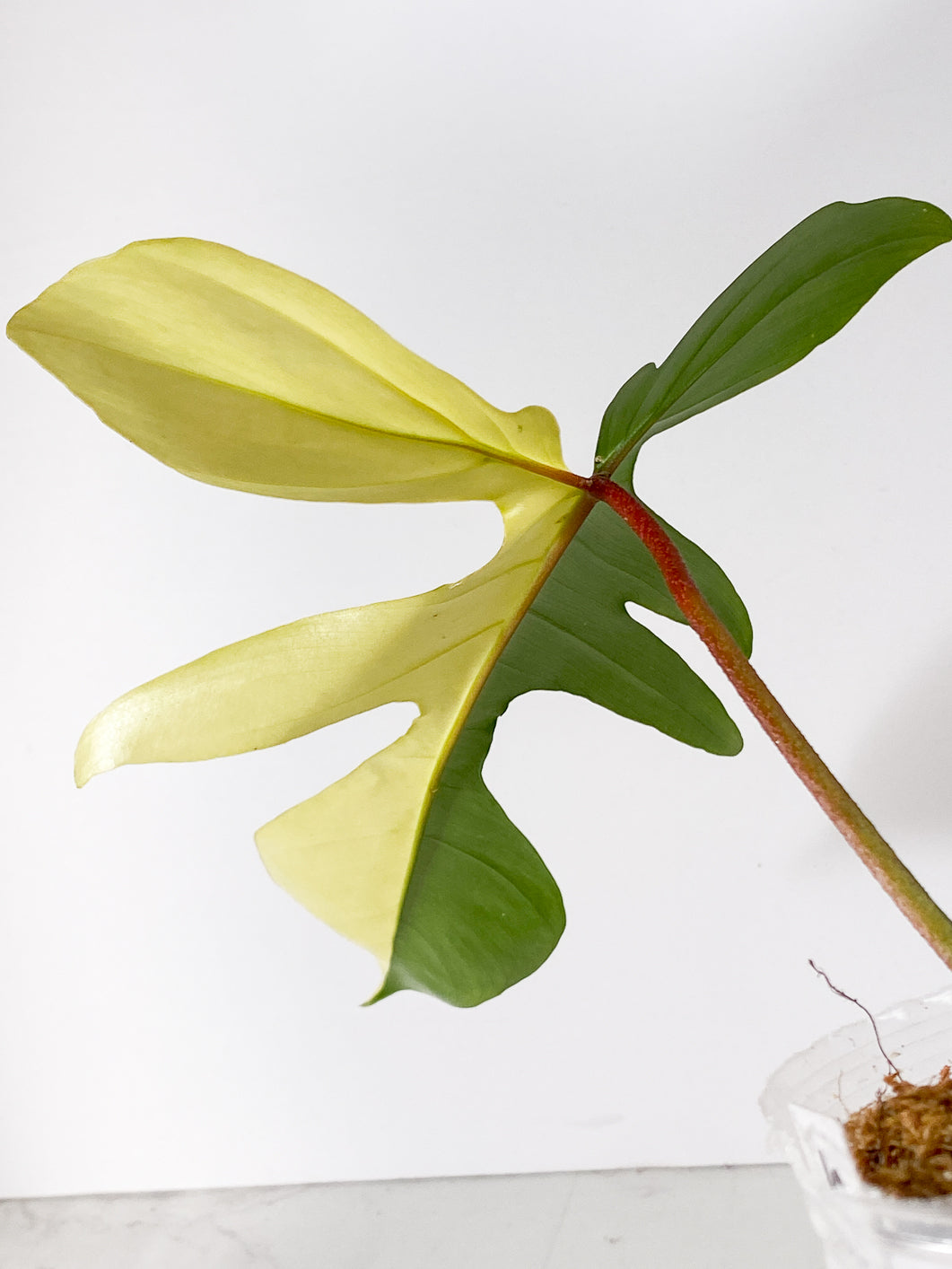 Philodendron Florida Beauty 2 Highly Variegated leaves 1 sprout Rooted