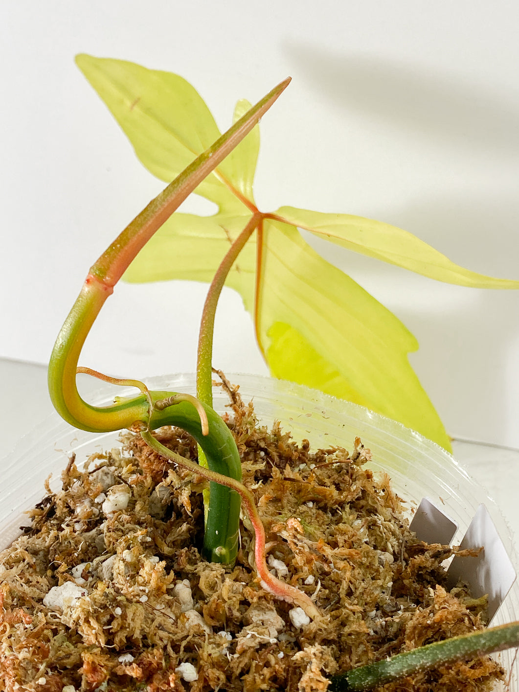 Philodendron Florida Beauty 2 Highly Variegated leaves 1 sprout Rooted