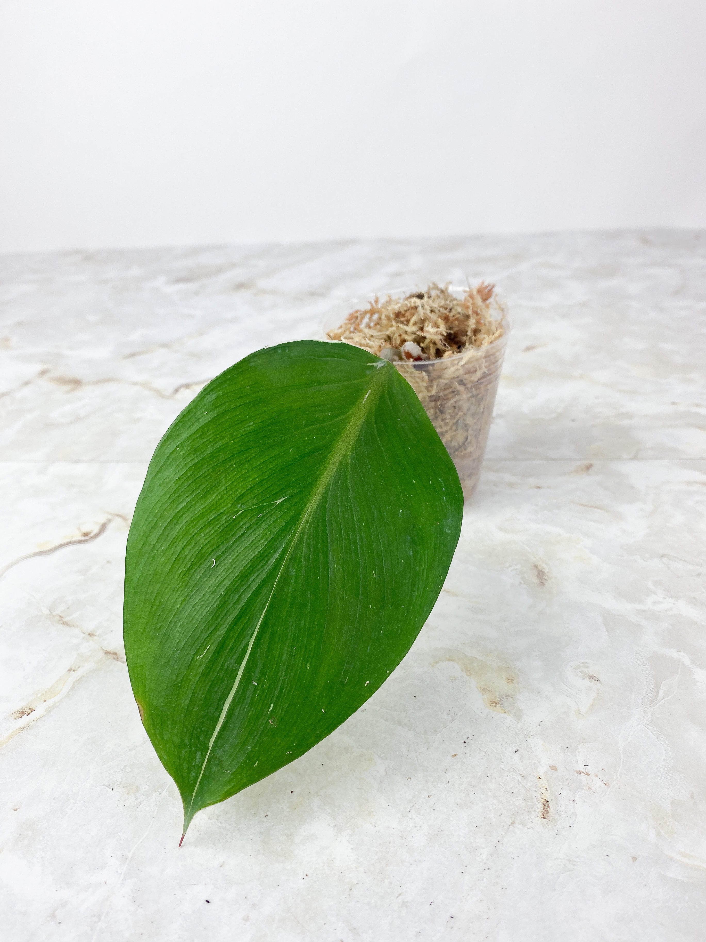 Philodendron White Knight Slightly Rooted 1 leaf and 1 sprout