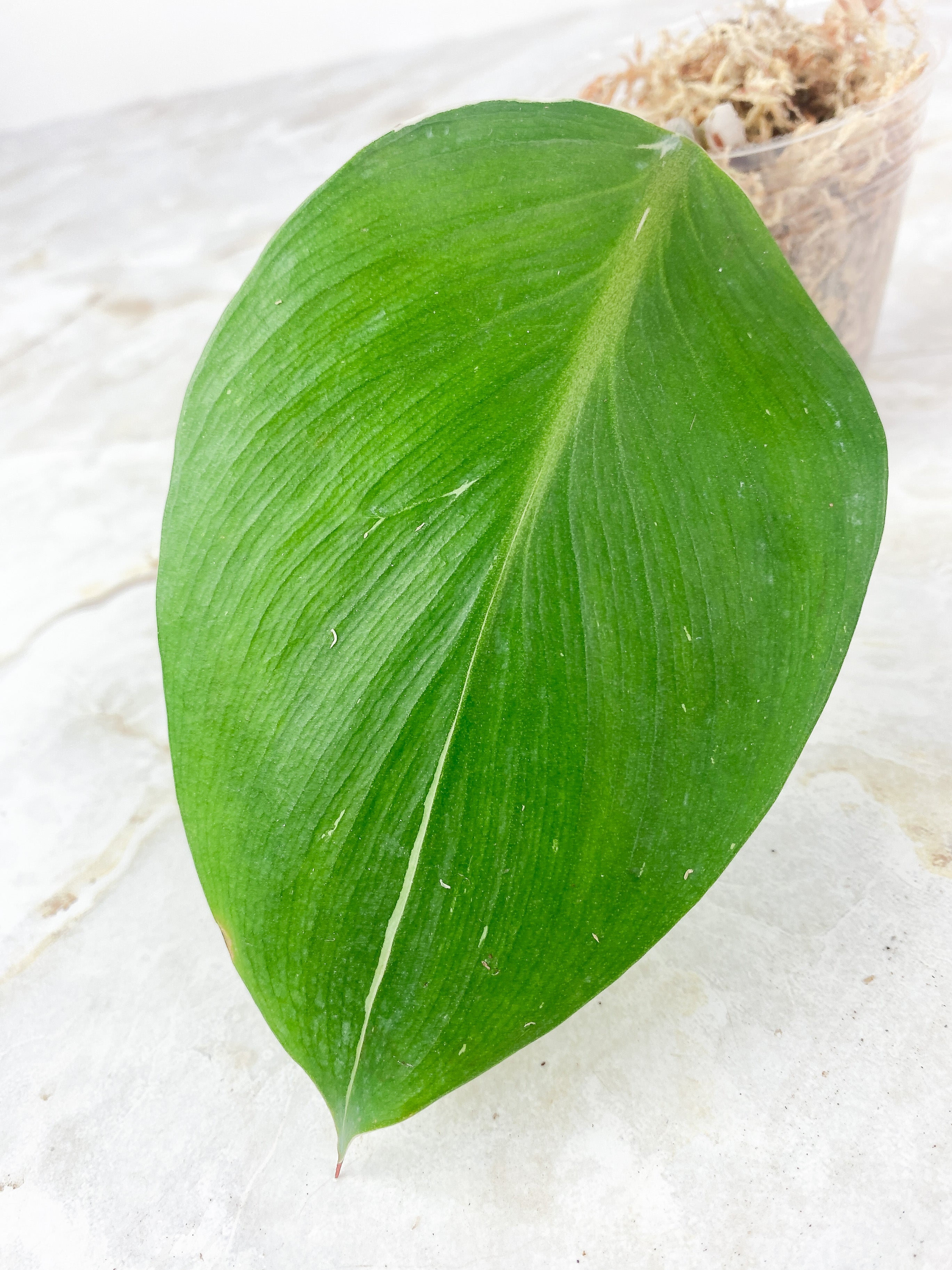 Philodendron White Knight Slightly Rooted 1 leaf and 1 sprout