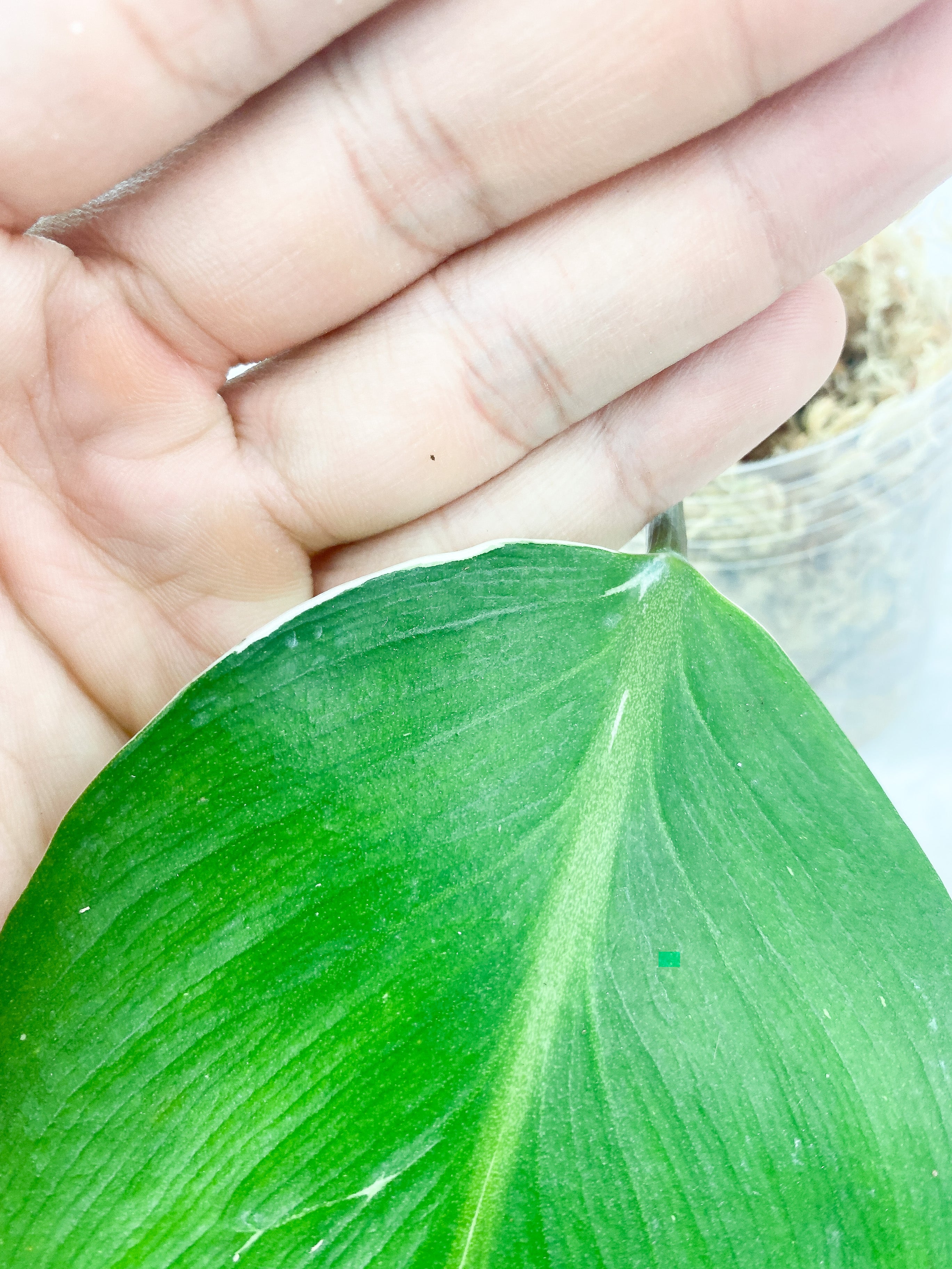 Philodendron White Knight Slightly Rooted 1 leaf and 1 sprout
