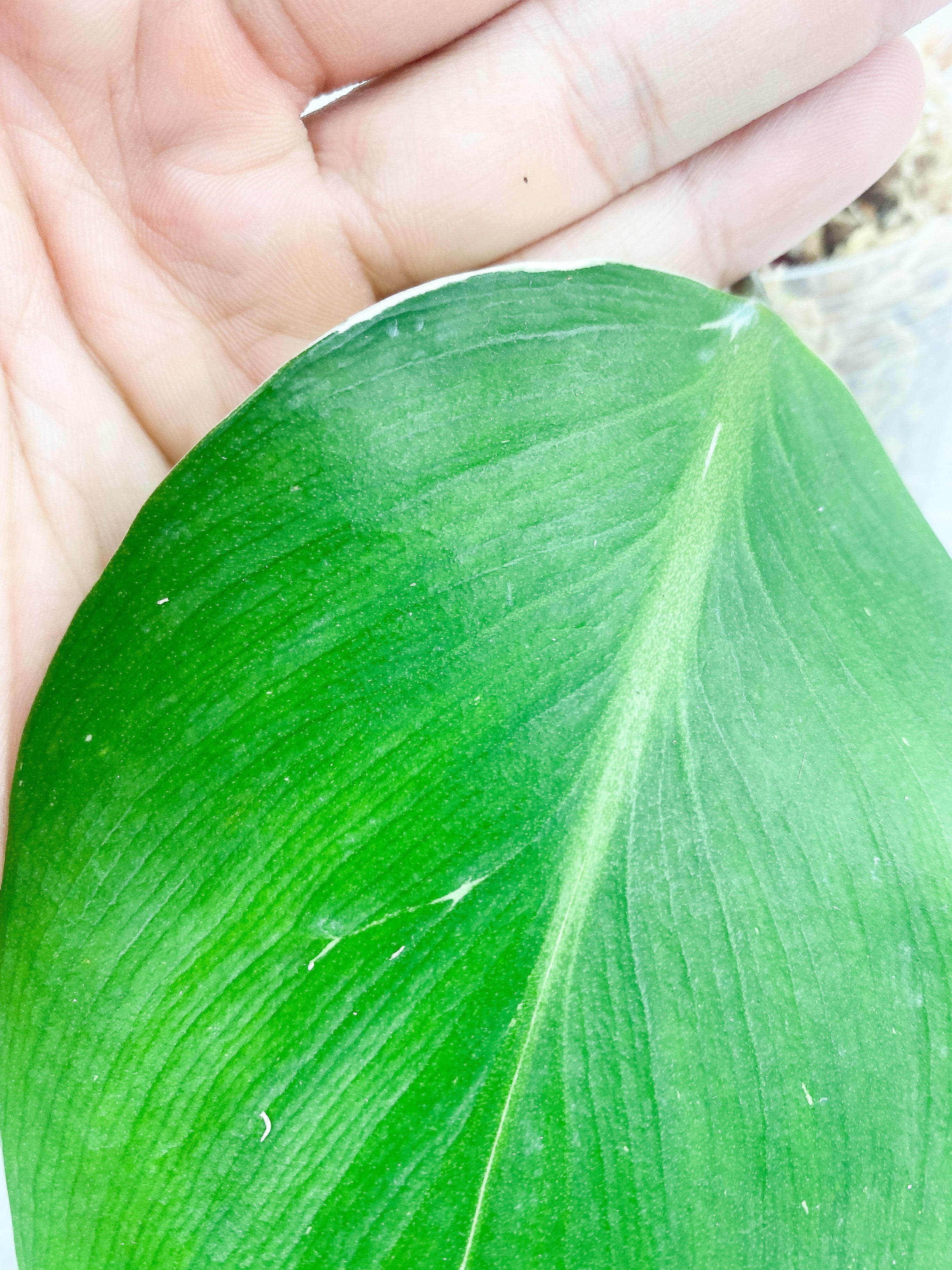 Philodendron White Knight Slightly Rooted 1 leaf and 1 sprout