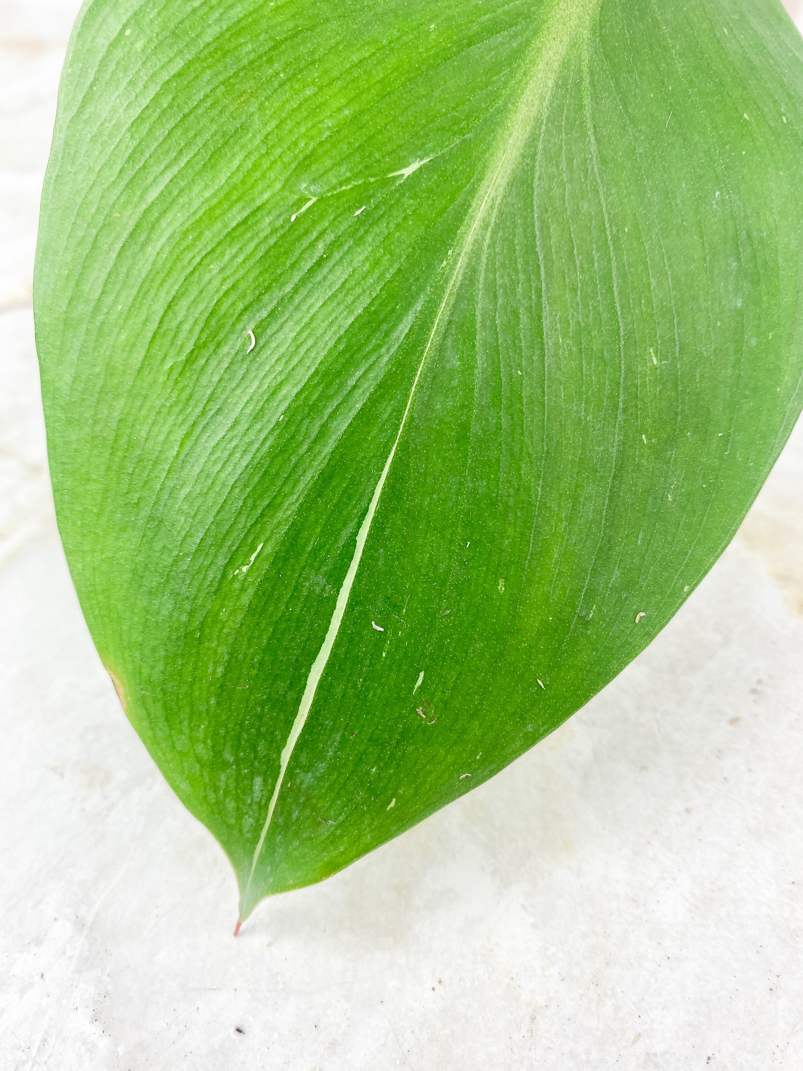 Philodendron White Knight Slightly Rooted 1 leaf and 1 sprout