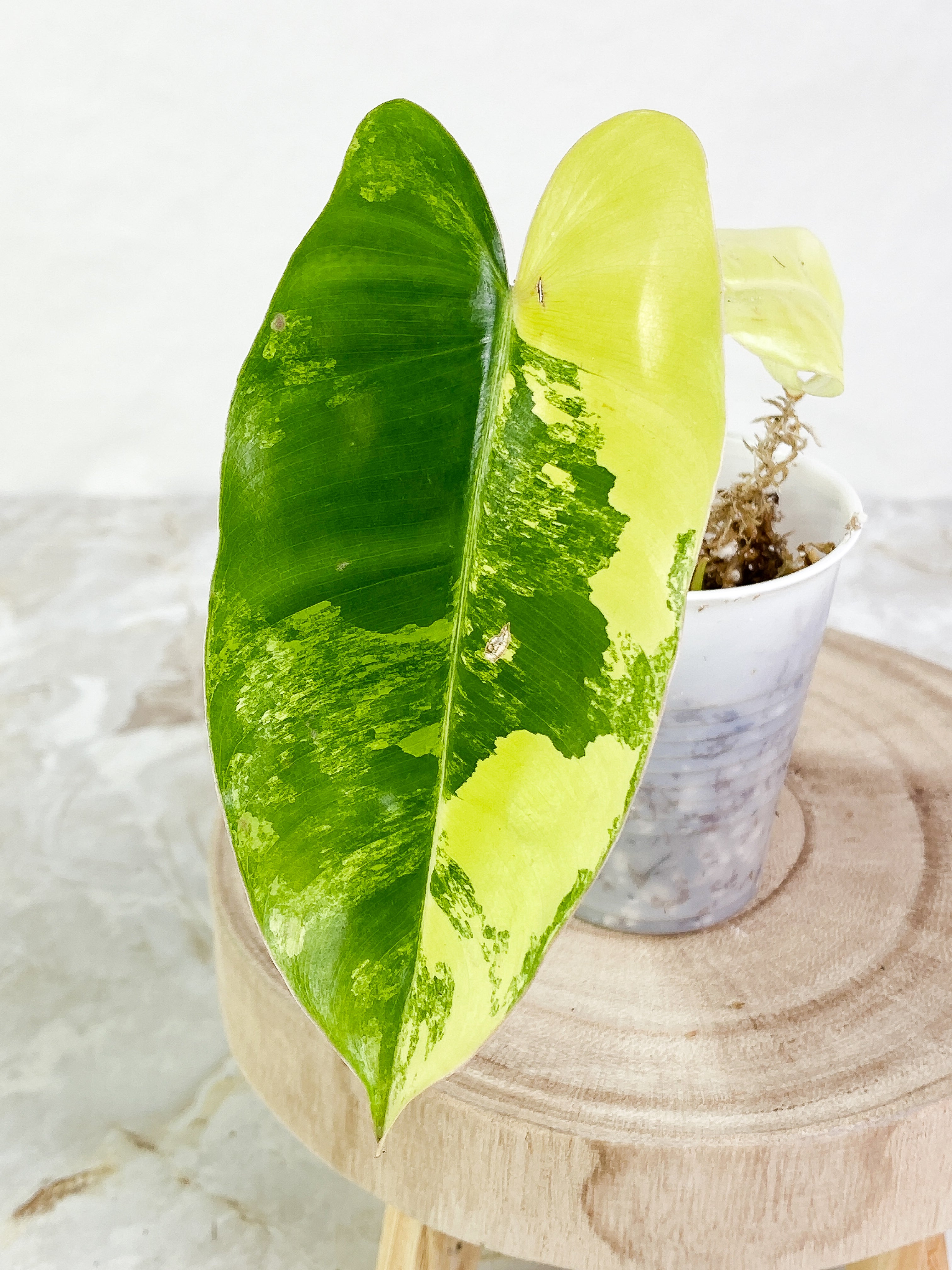 Burle Marx variegated 2 leaves 2 sprouts Rooting