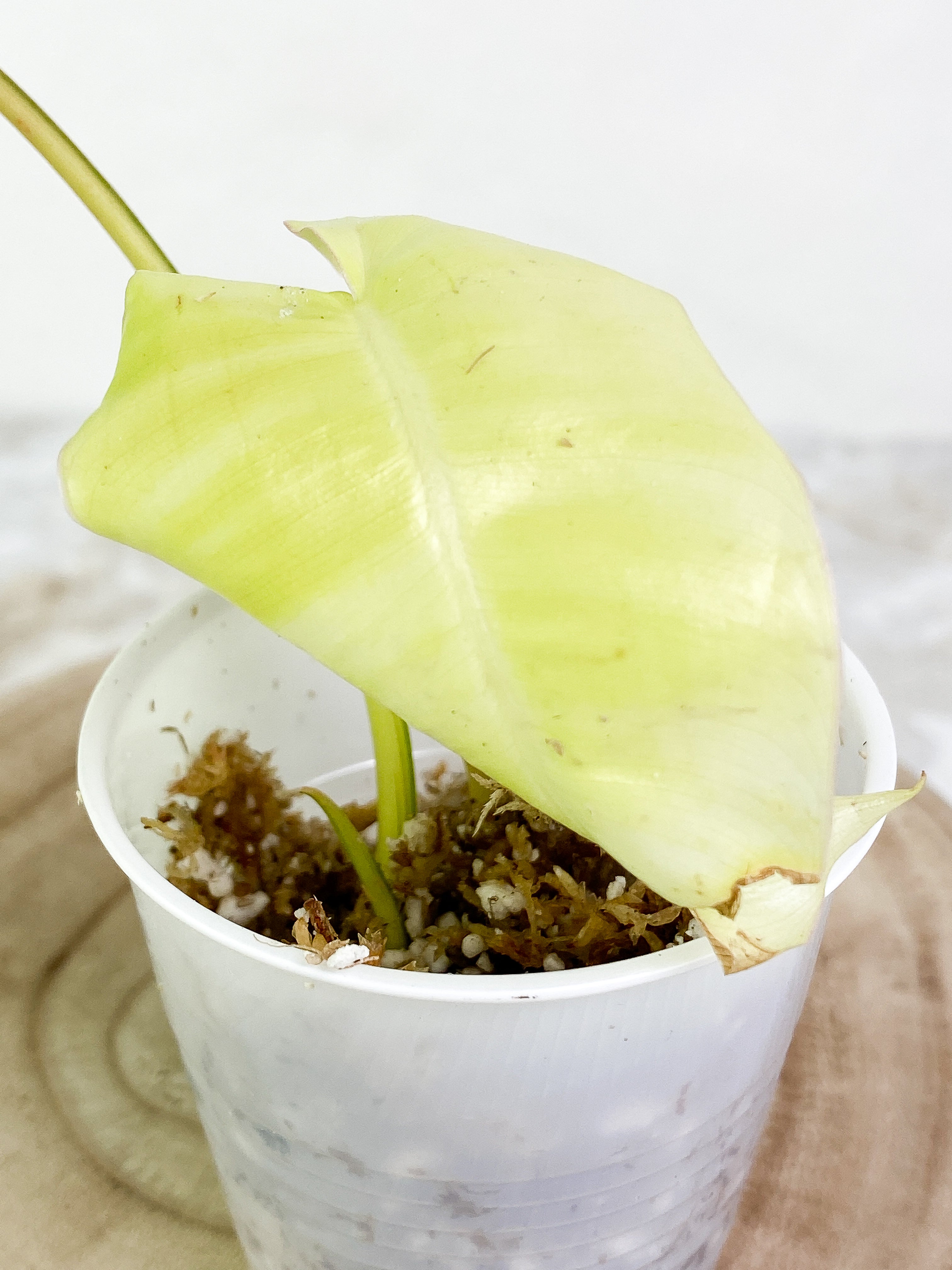 Burle Marx variegated 2 leaves 2 sprouts Rooting