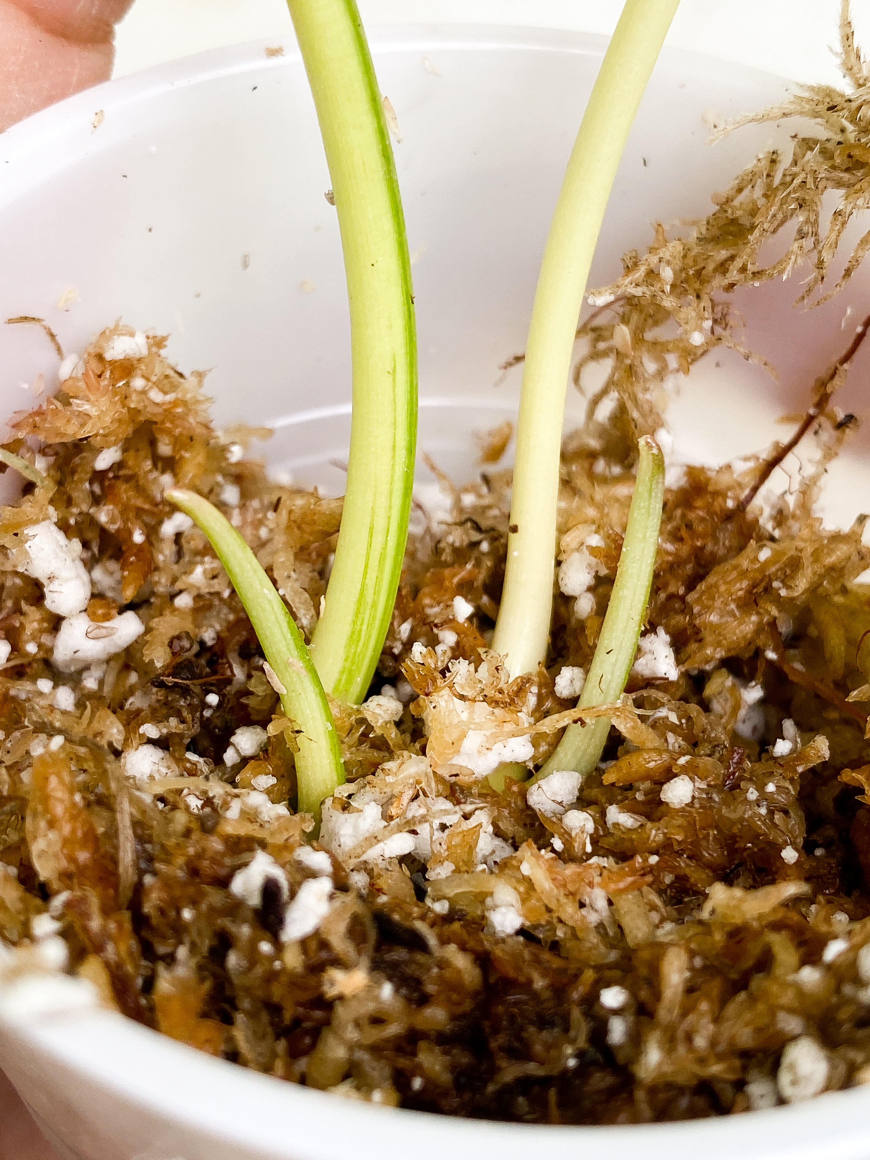 Burle Marx variegated 2 leaves 2 sprouts Rooting