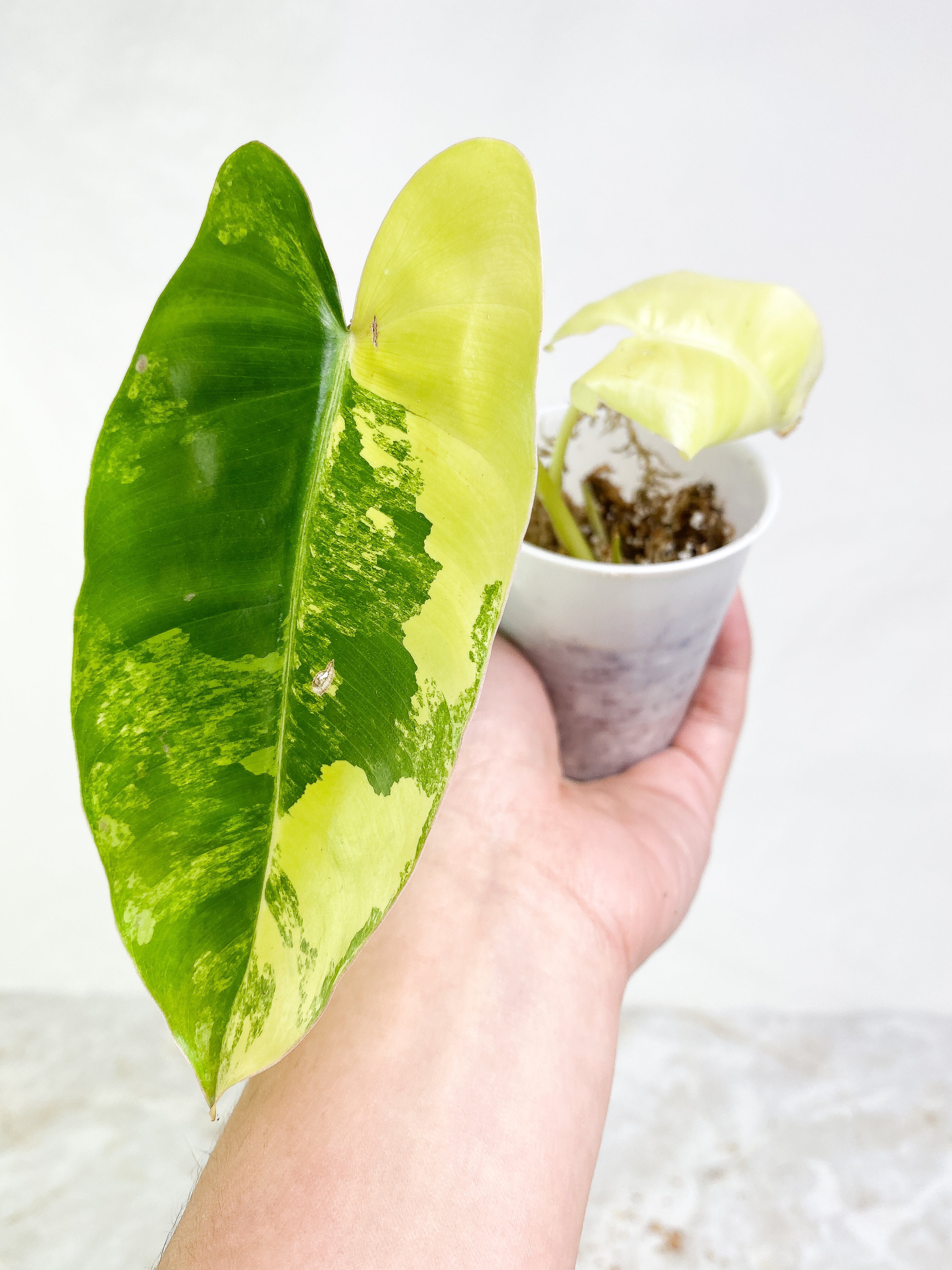 Burle Marx variegated 2 leaves 2 sprouts Rooting