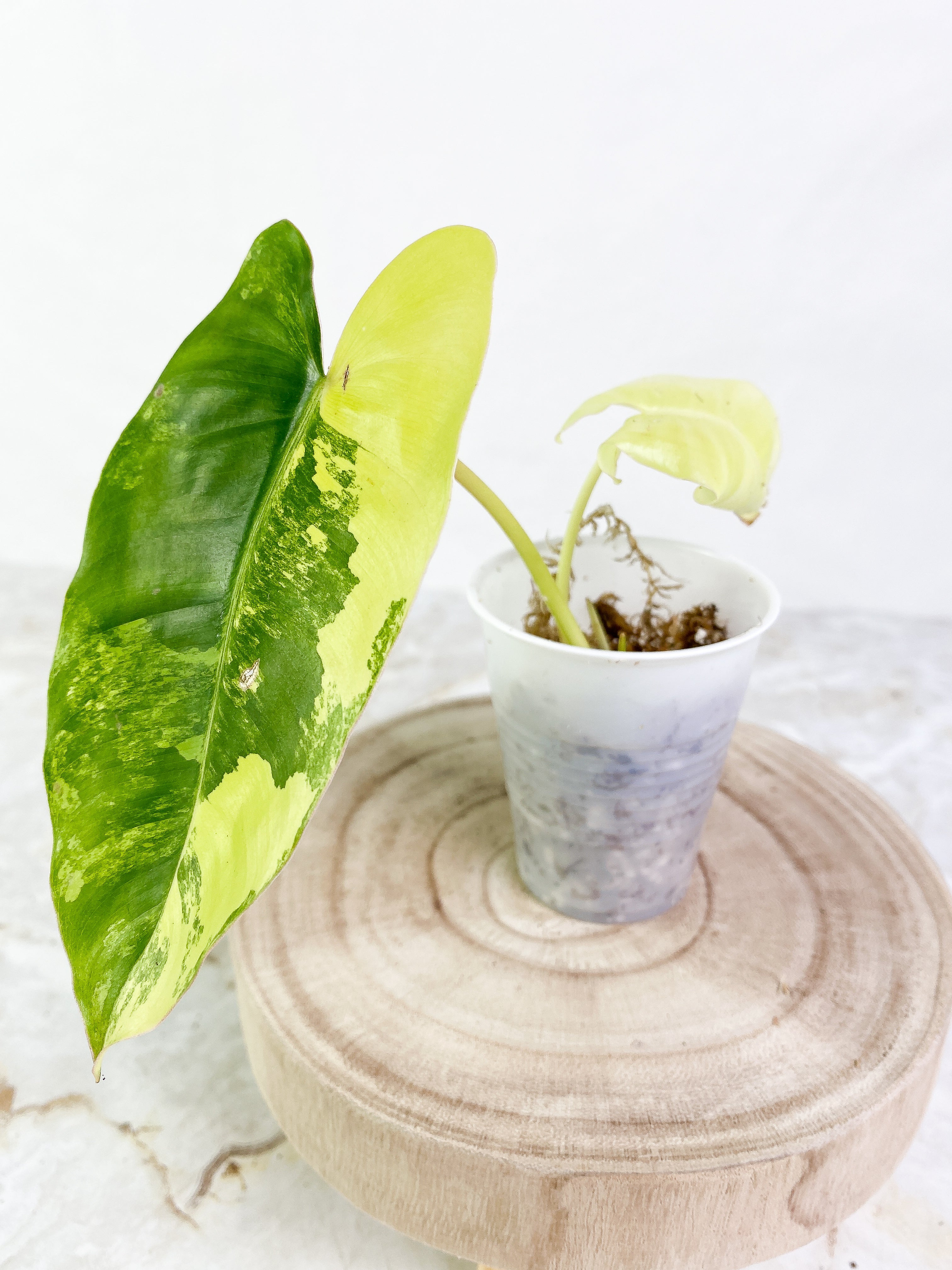 Burle Marx variegated 2 leaves 2 sprouts Rooting